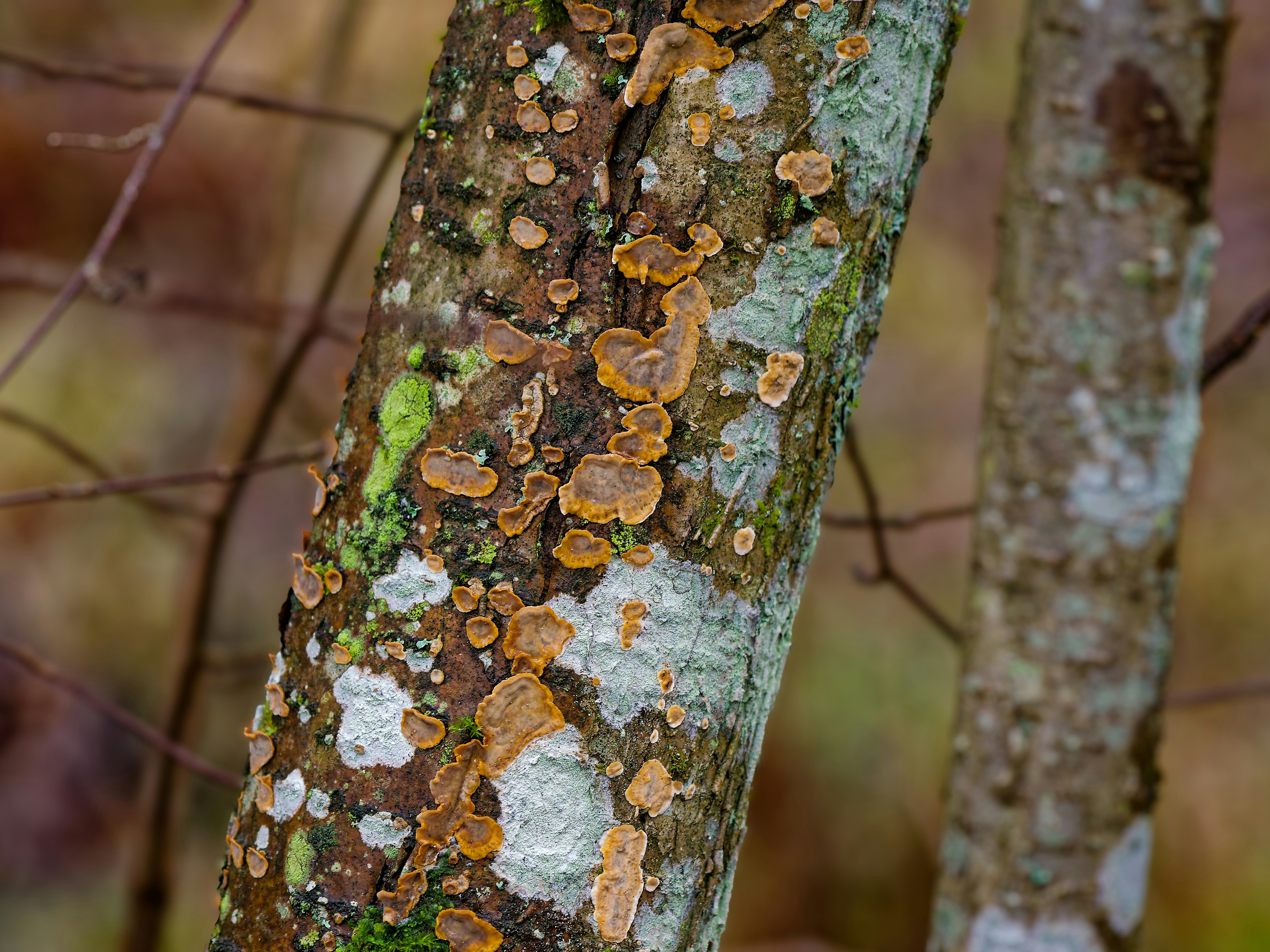 Fungus and lichen grow on a tree trunk
