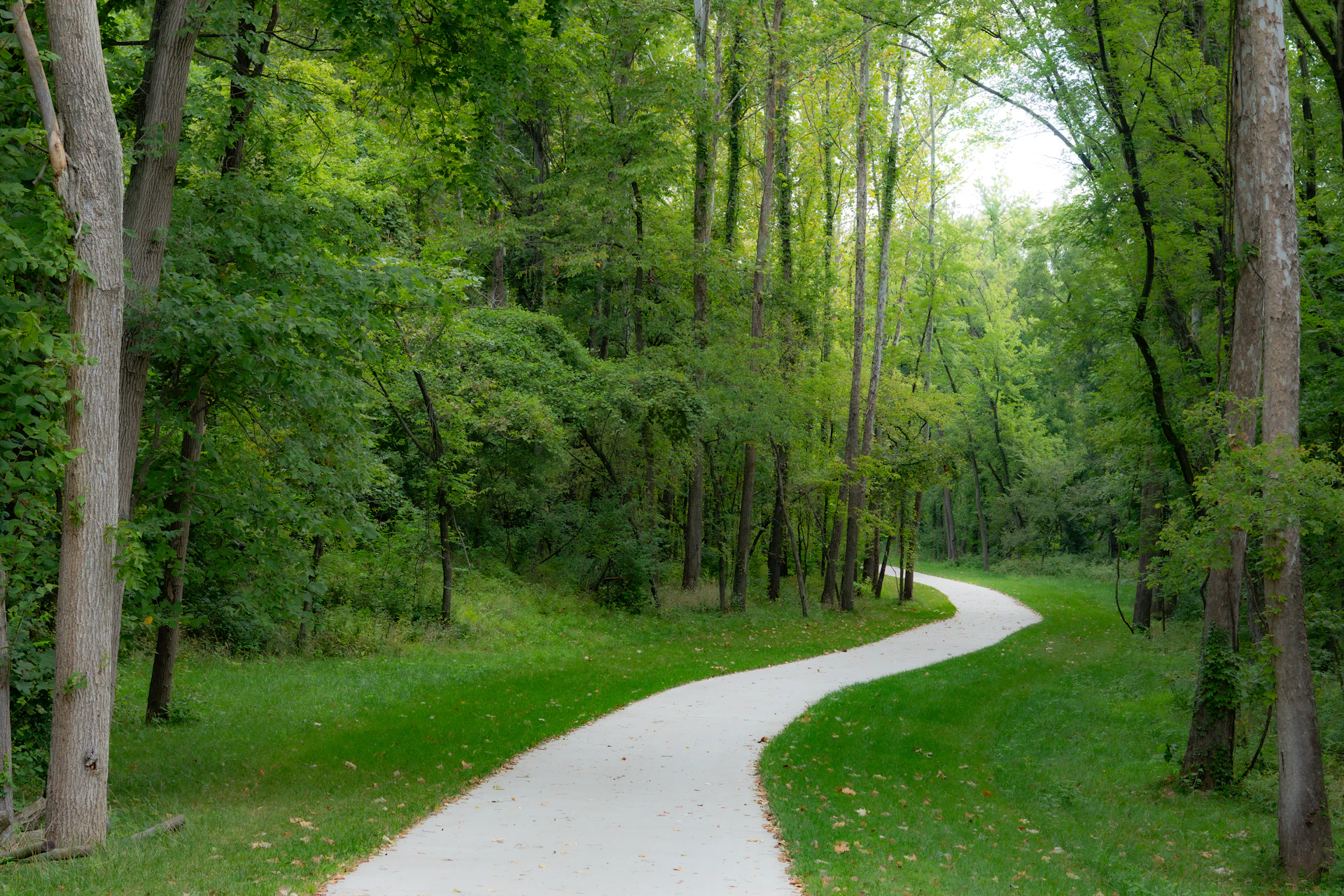 A winding path through a lush green forest.
