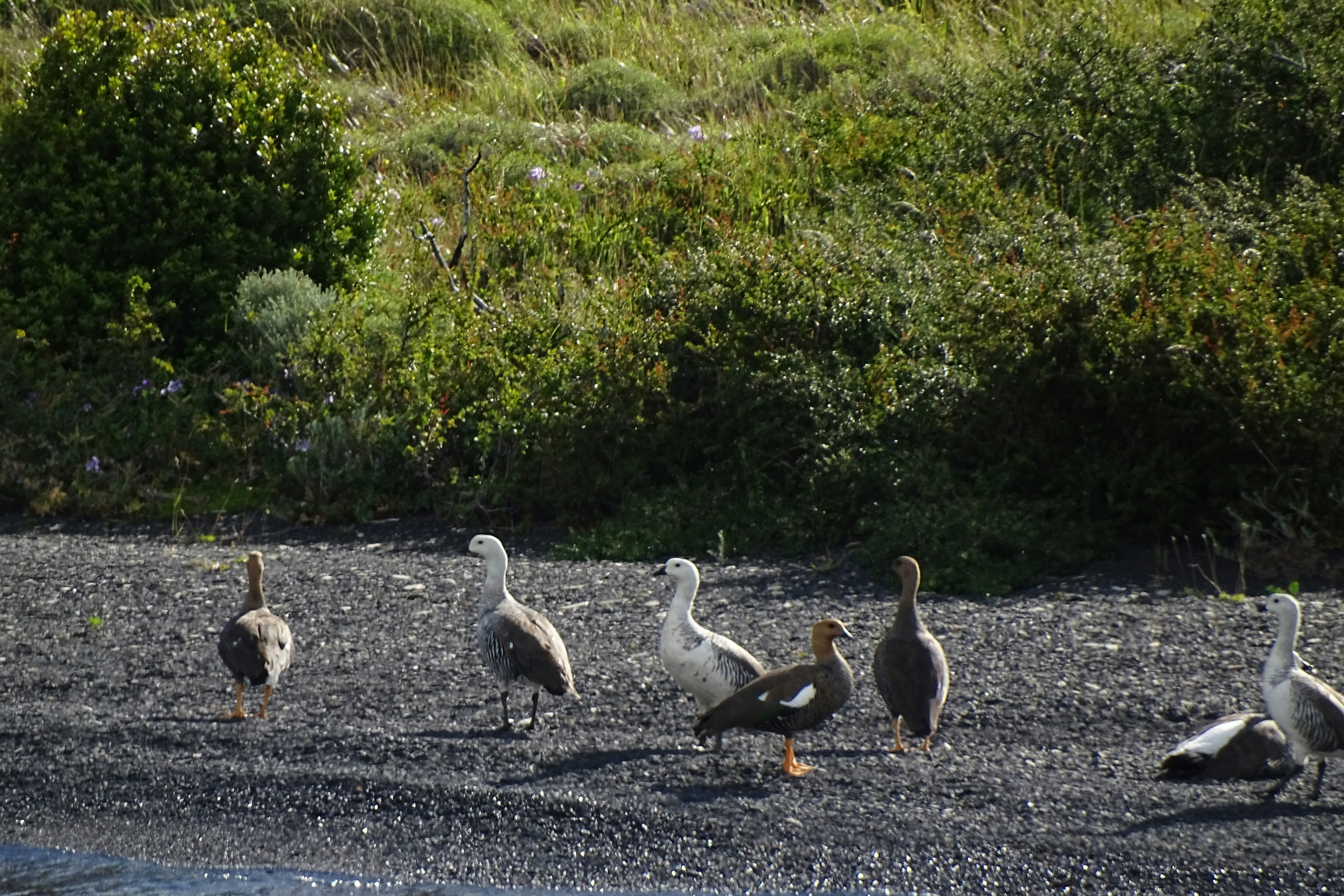 Several geese stand on a rocky shore with vegetation behind.
