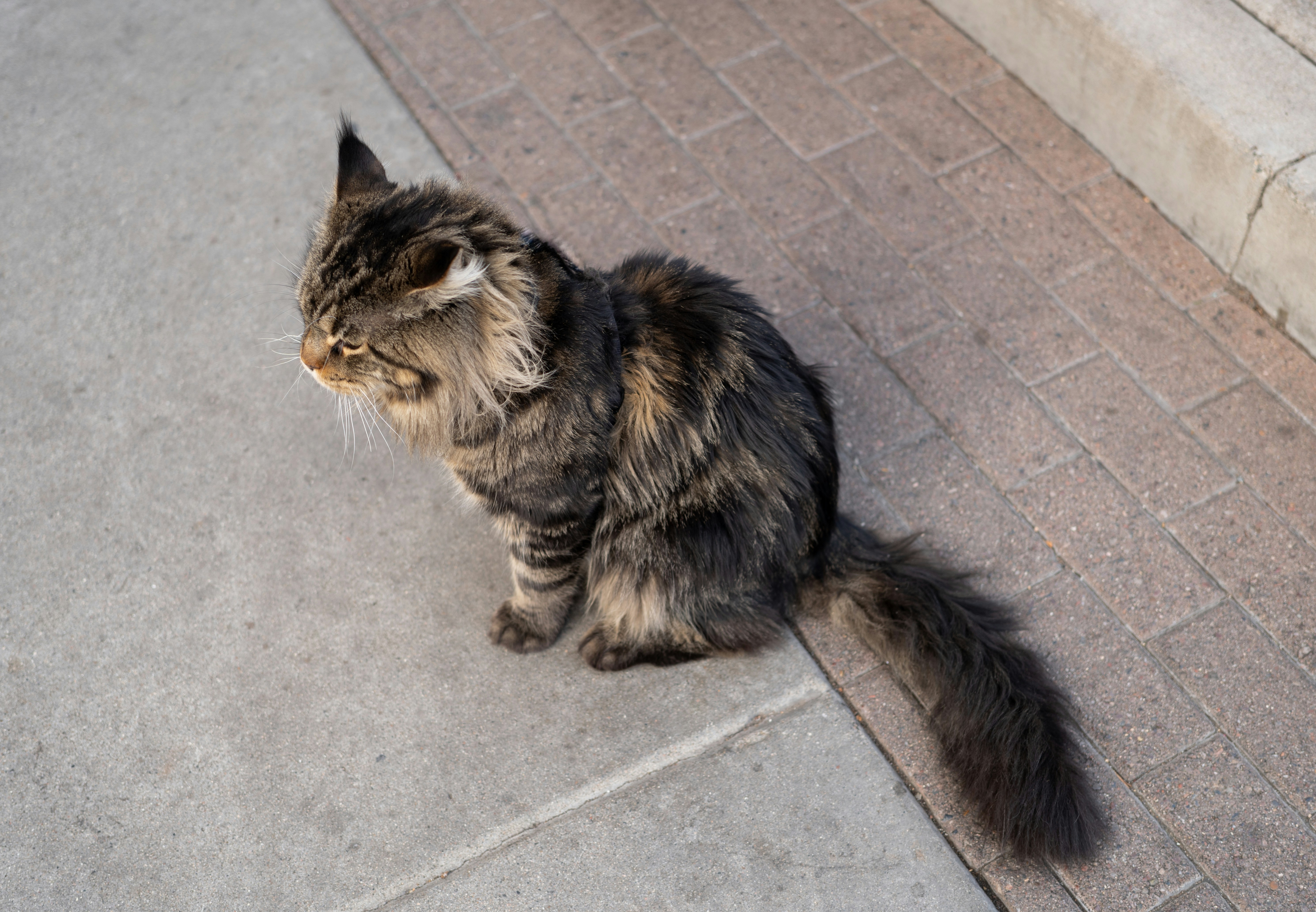 A fluffy calico cat sits on a stone path.