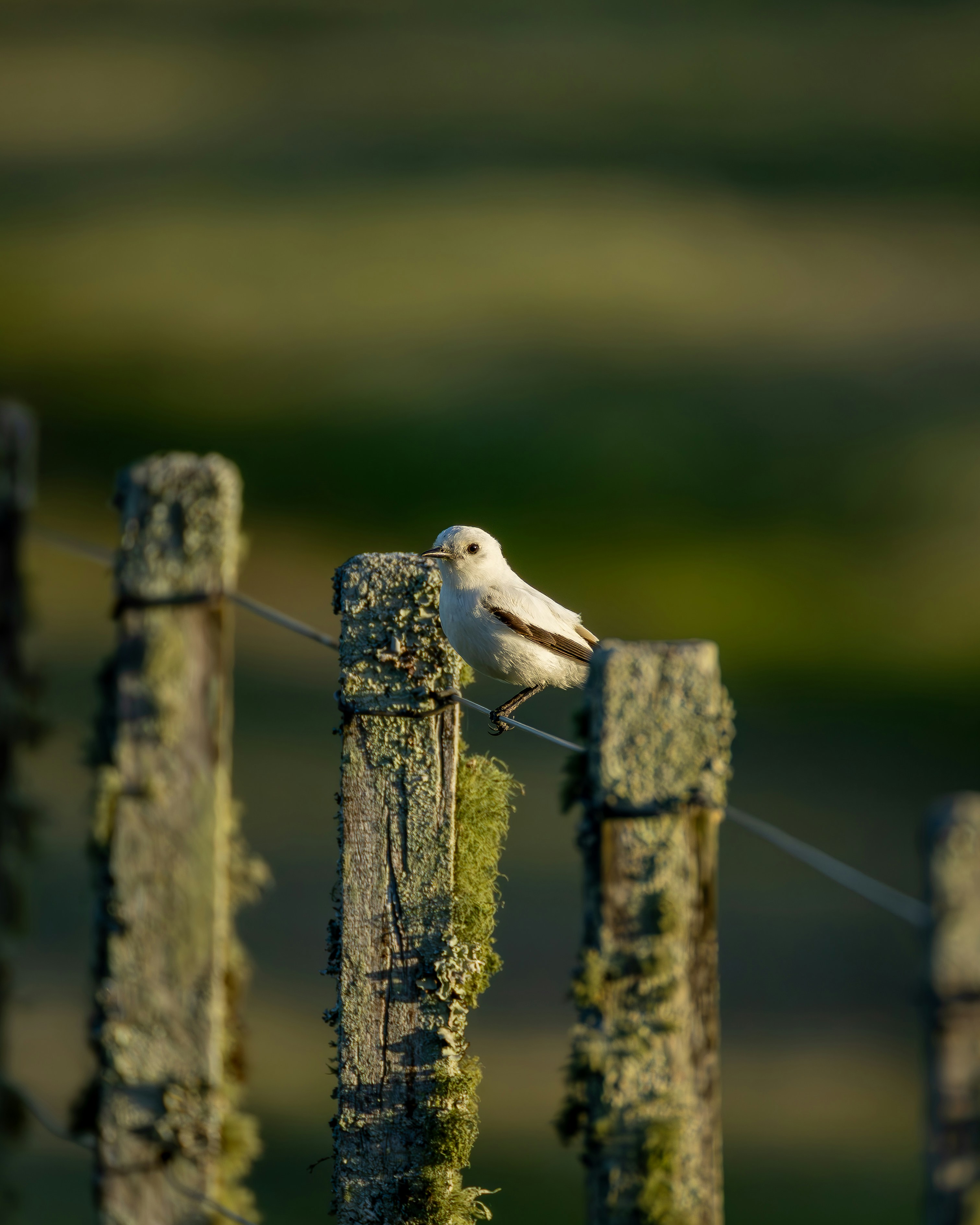 Photo by matheuskprot