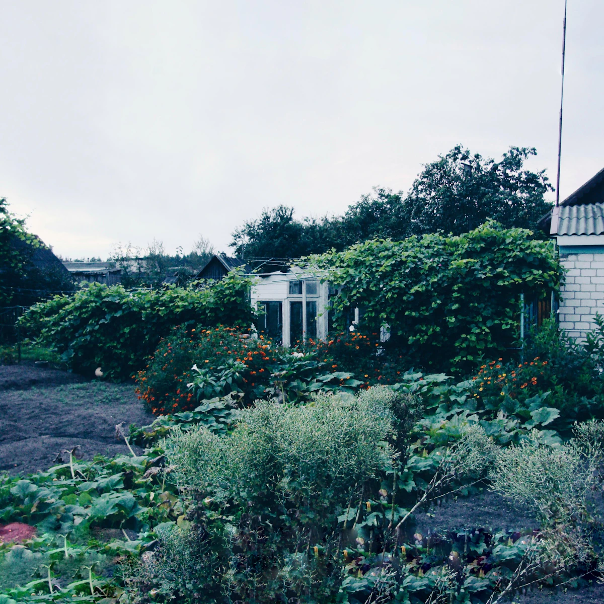 Before image for Backyard Entertaining Space