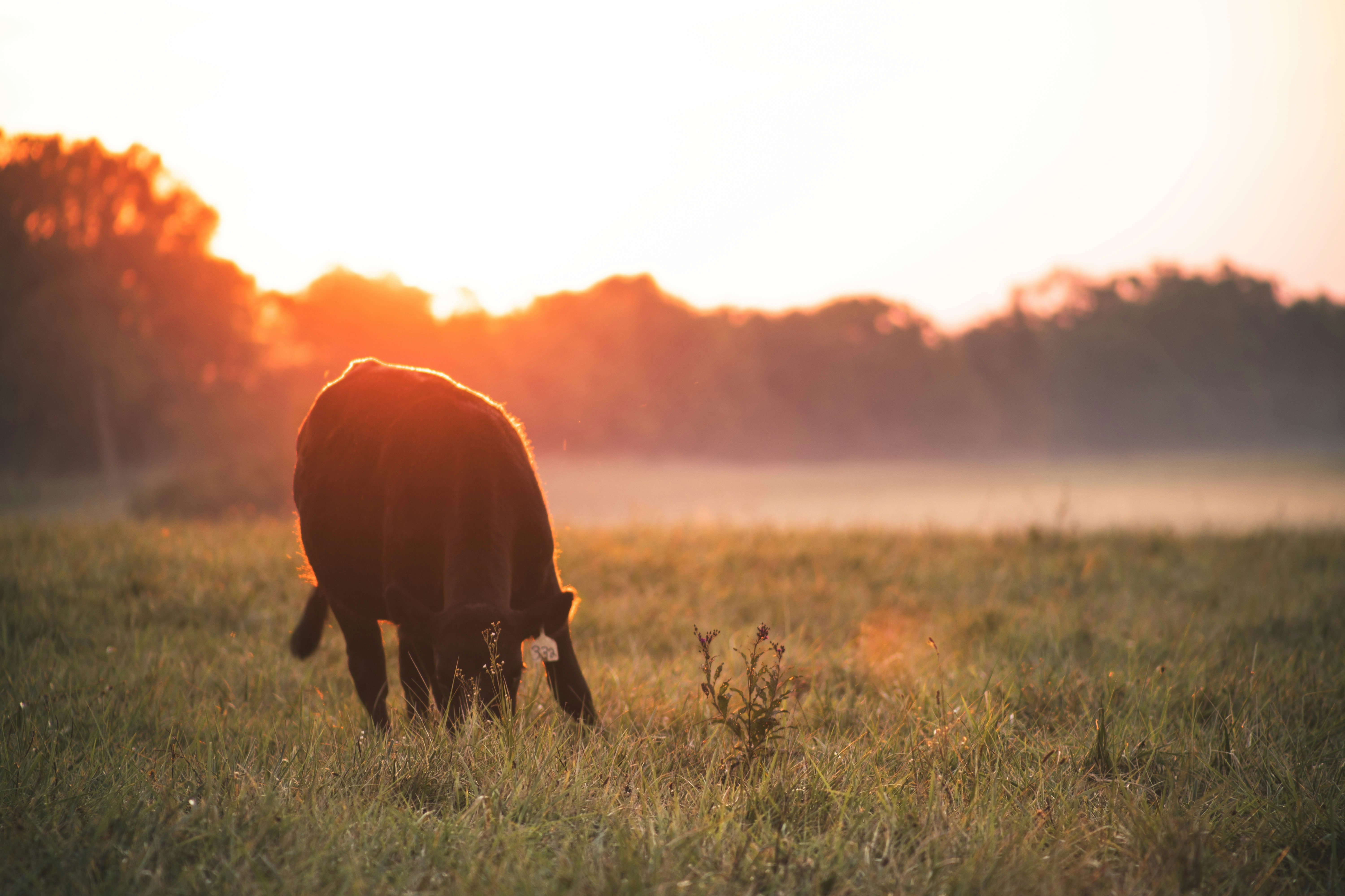 Photo by xavier_mclaren1