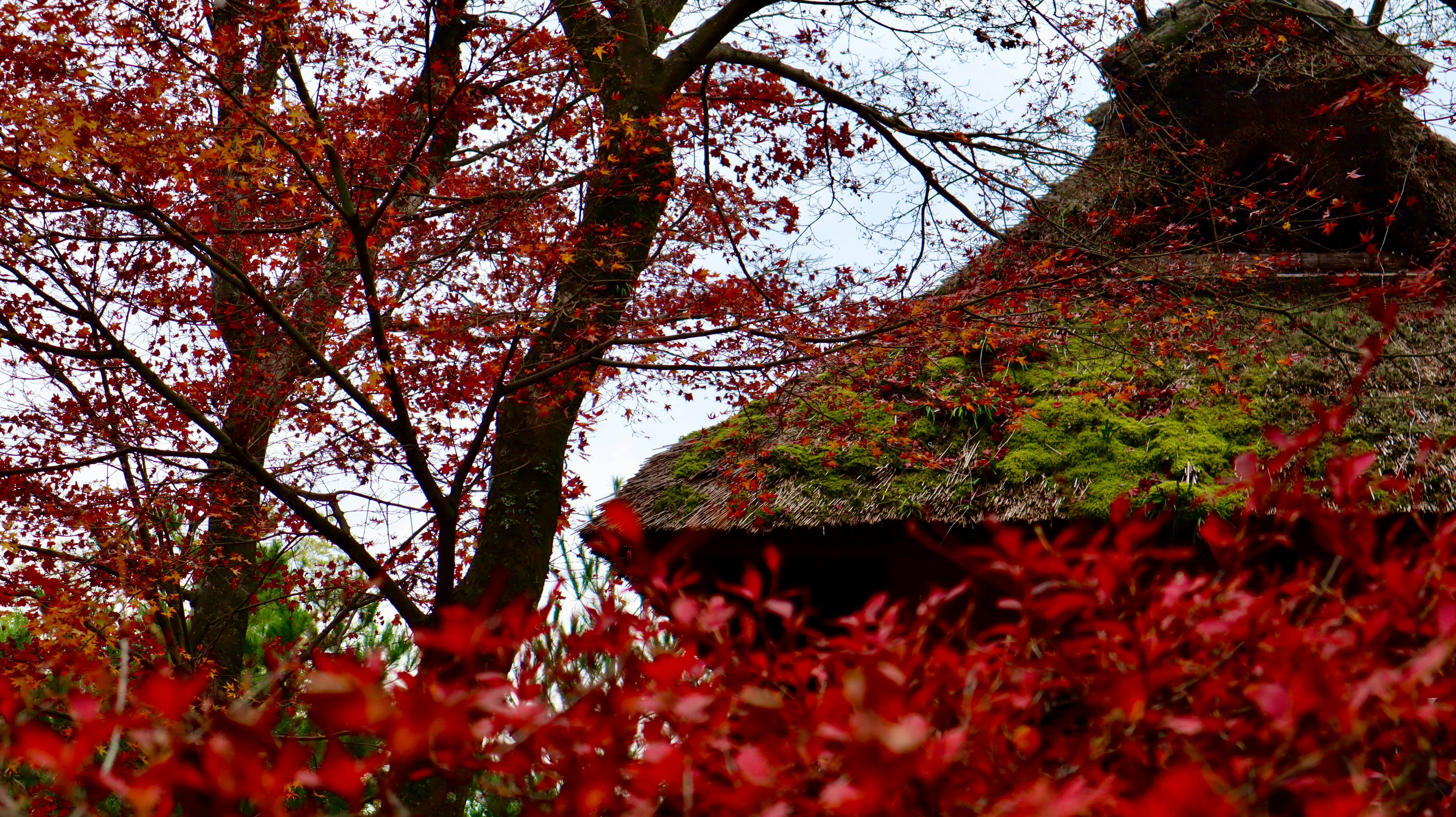 Eco Glamping Tent in Japanese Countryside