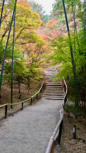 Wooden stairs ascend through a bamboo forest in autumn.