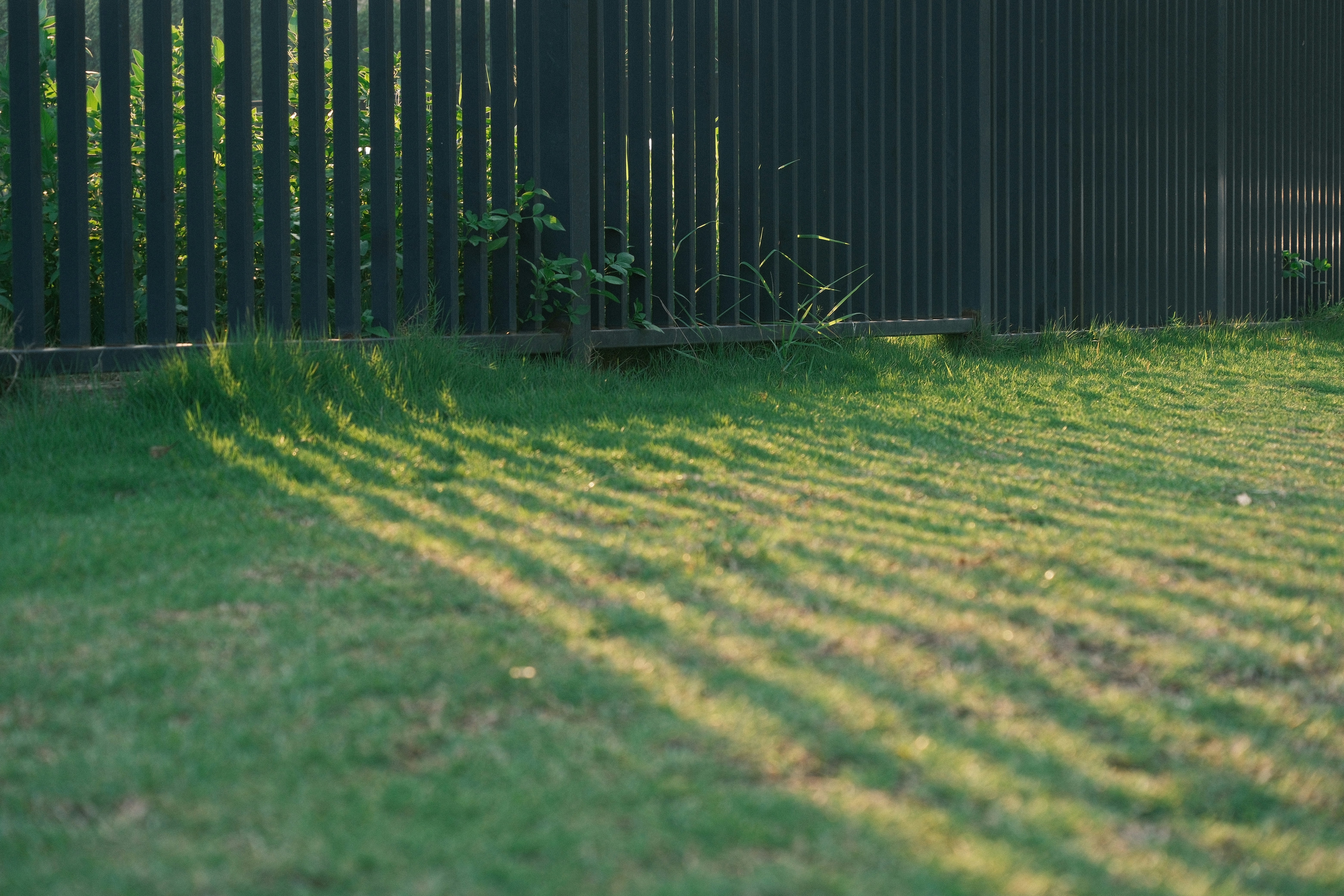 Sunlight casts striped shadows on green grass near fence.
