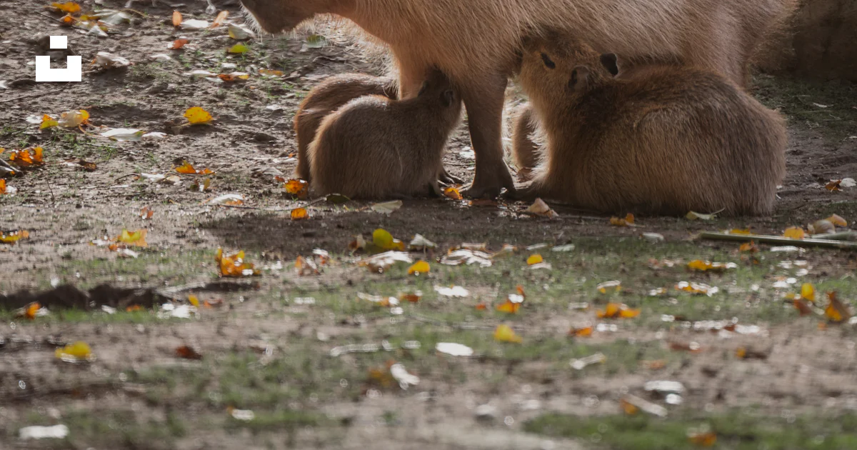 Embryo Capybara Capybara mother with young offspring in park. photo – Free Wildlife ...