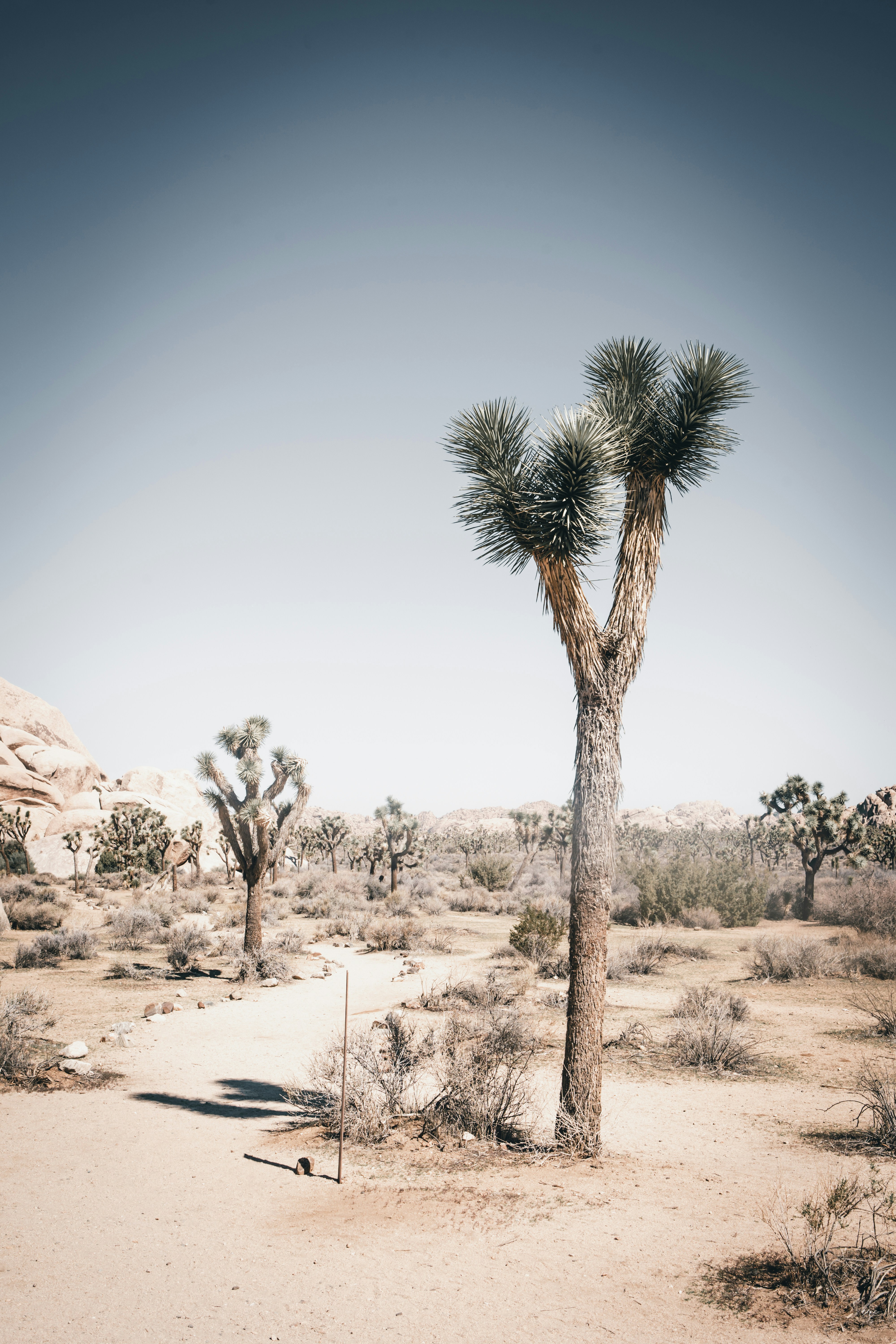 Joshua trees in a desert landscape under a clear sky