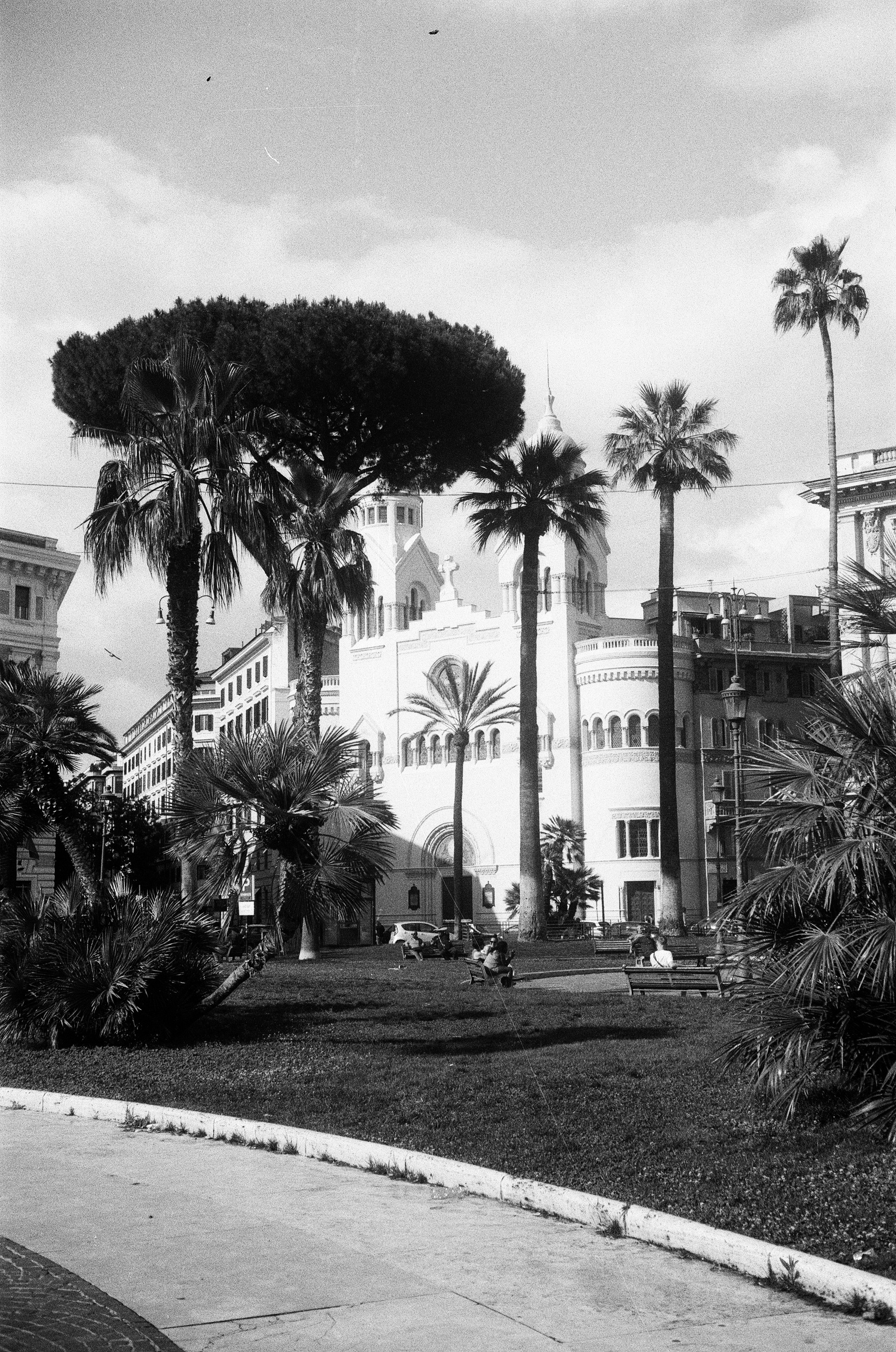 Palm trees in front of a white building