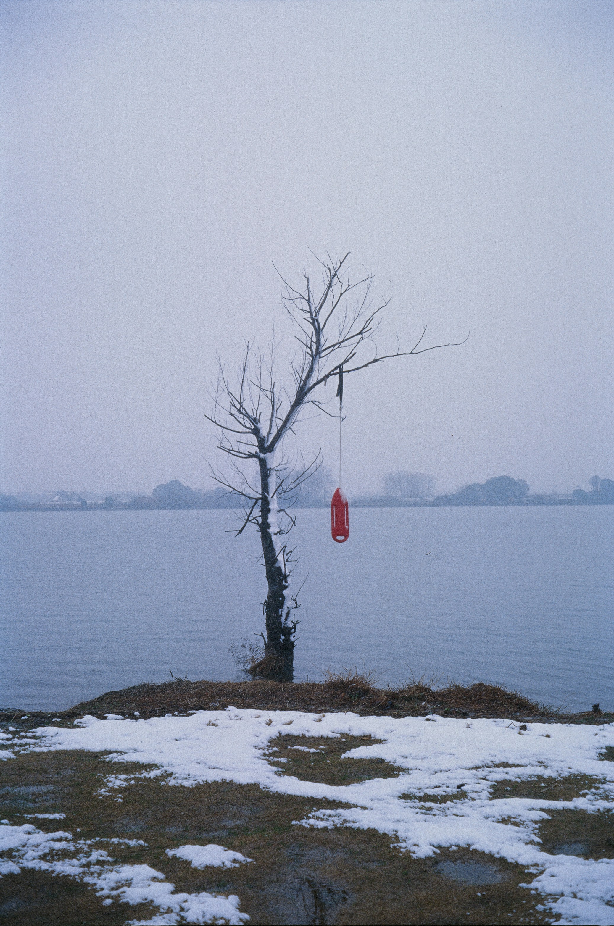Bare tree with red buoy by a calm lake