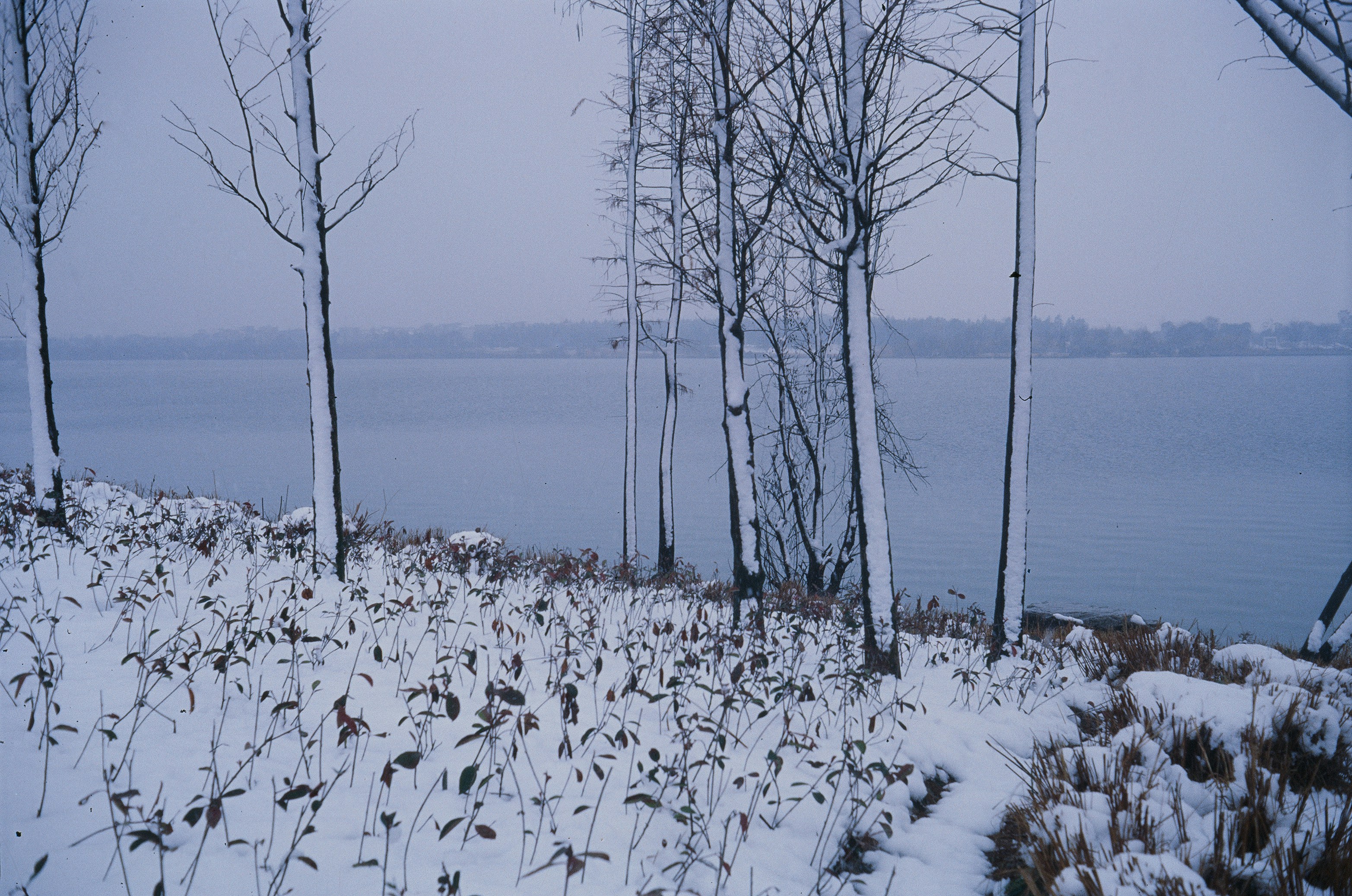 Bare trees and snow-covered ground by a calm lake.