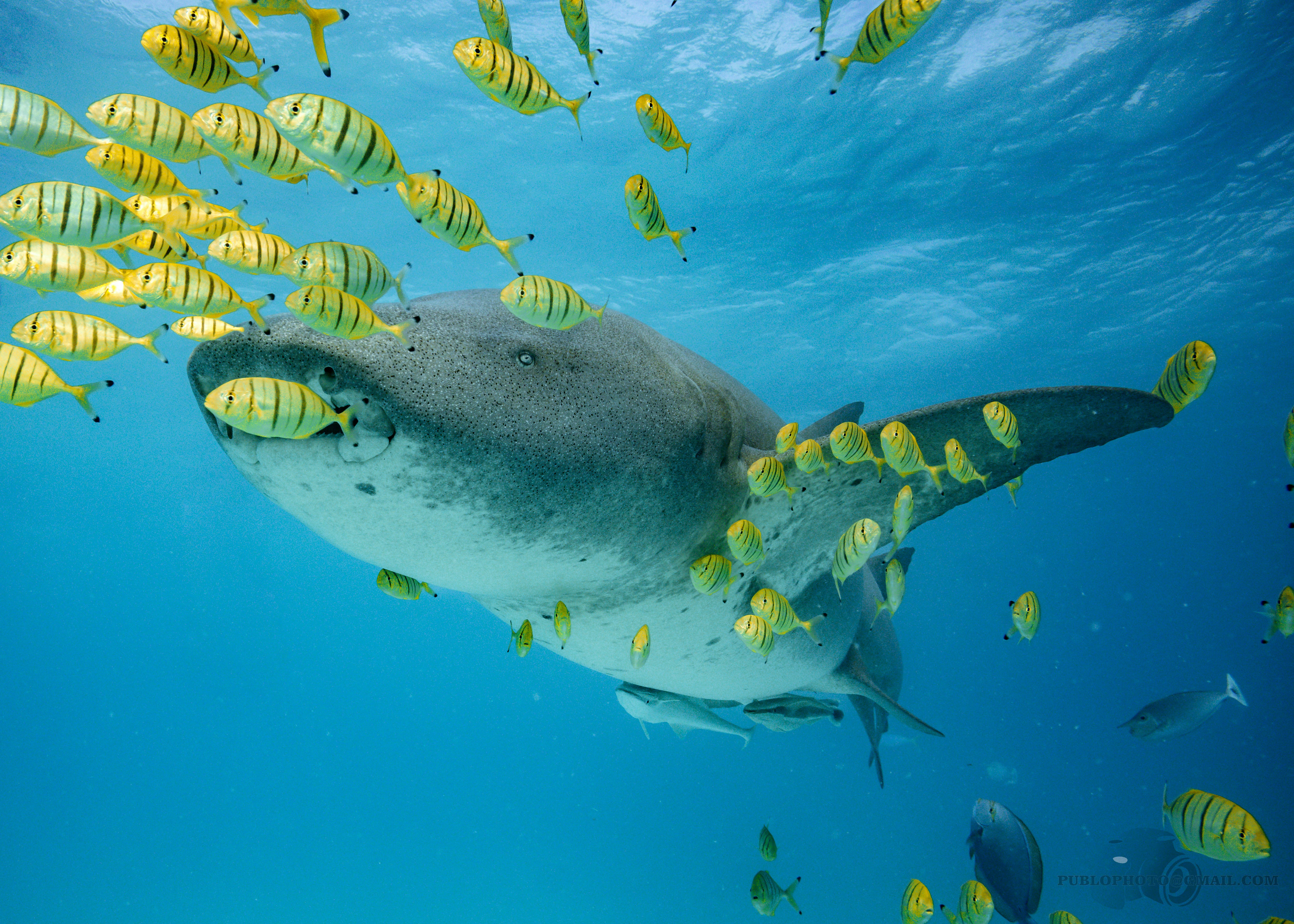 A large shark swims with a school of yellow fish.