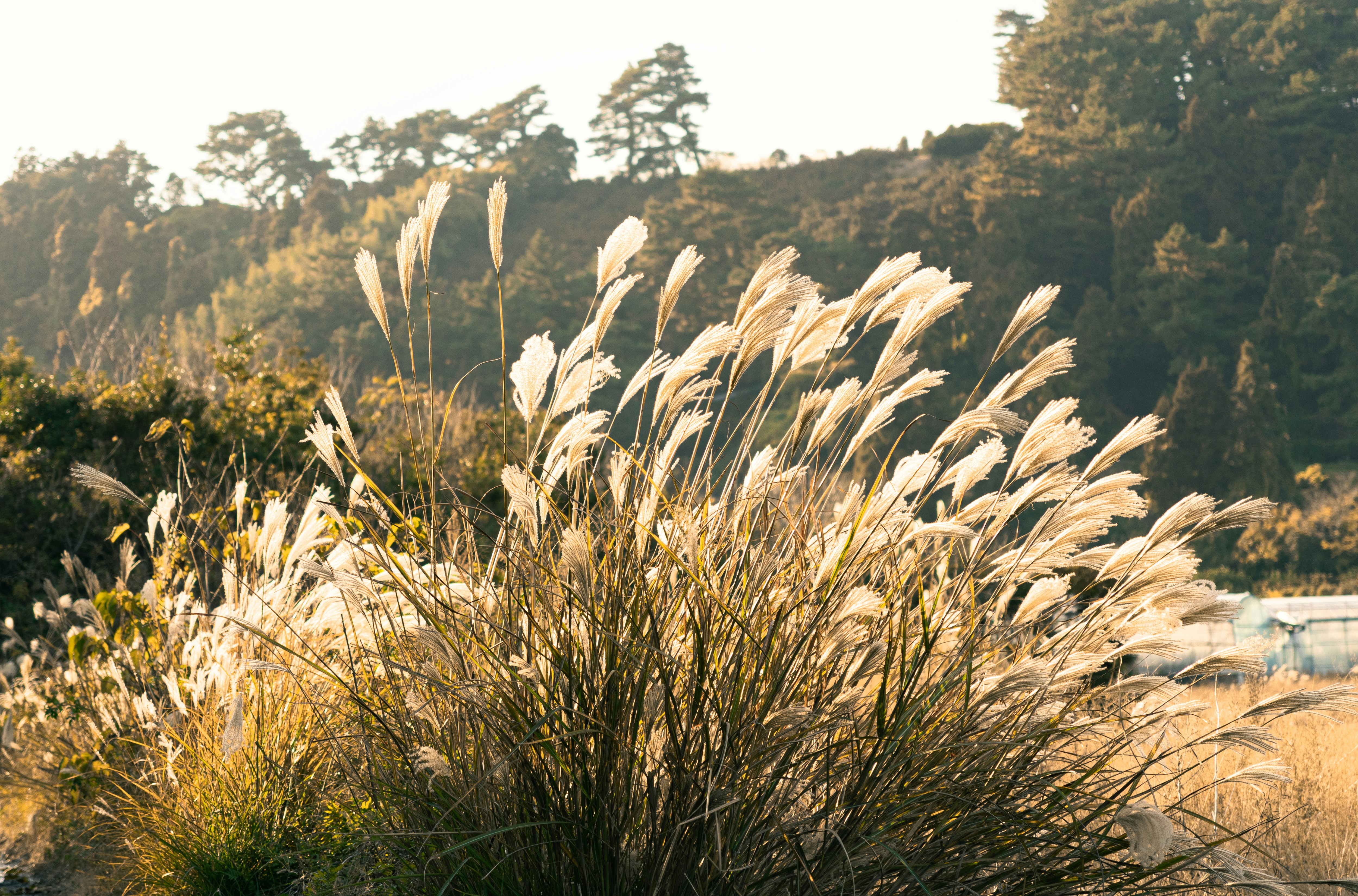 Tall pampas grass blowing in the wind