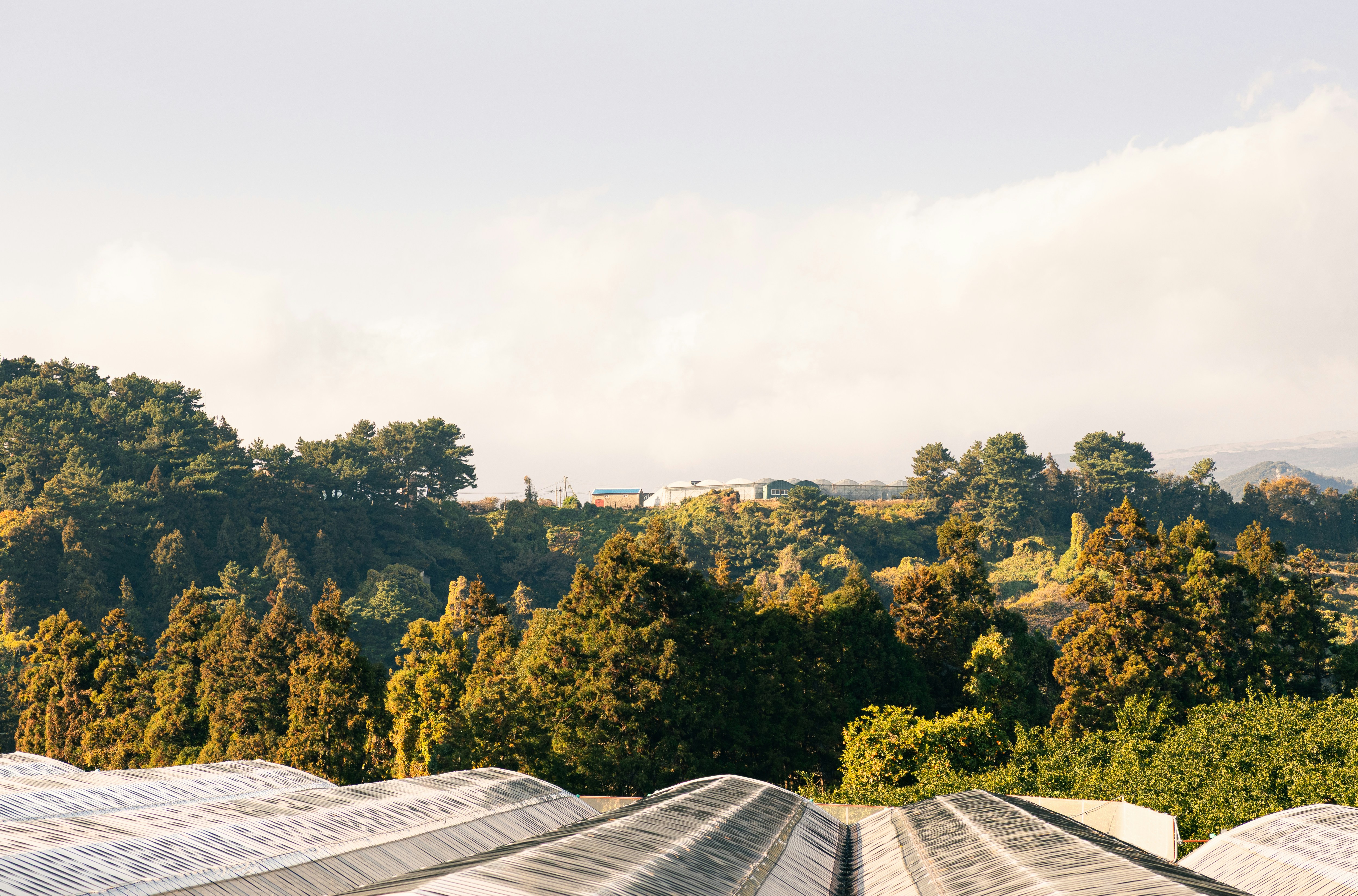 Green forest landscape with white greenhouse roofs