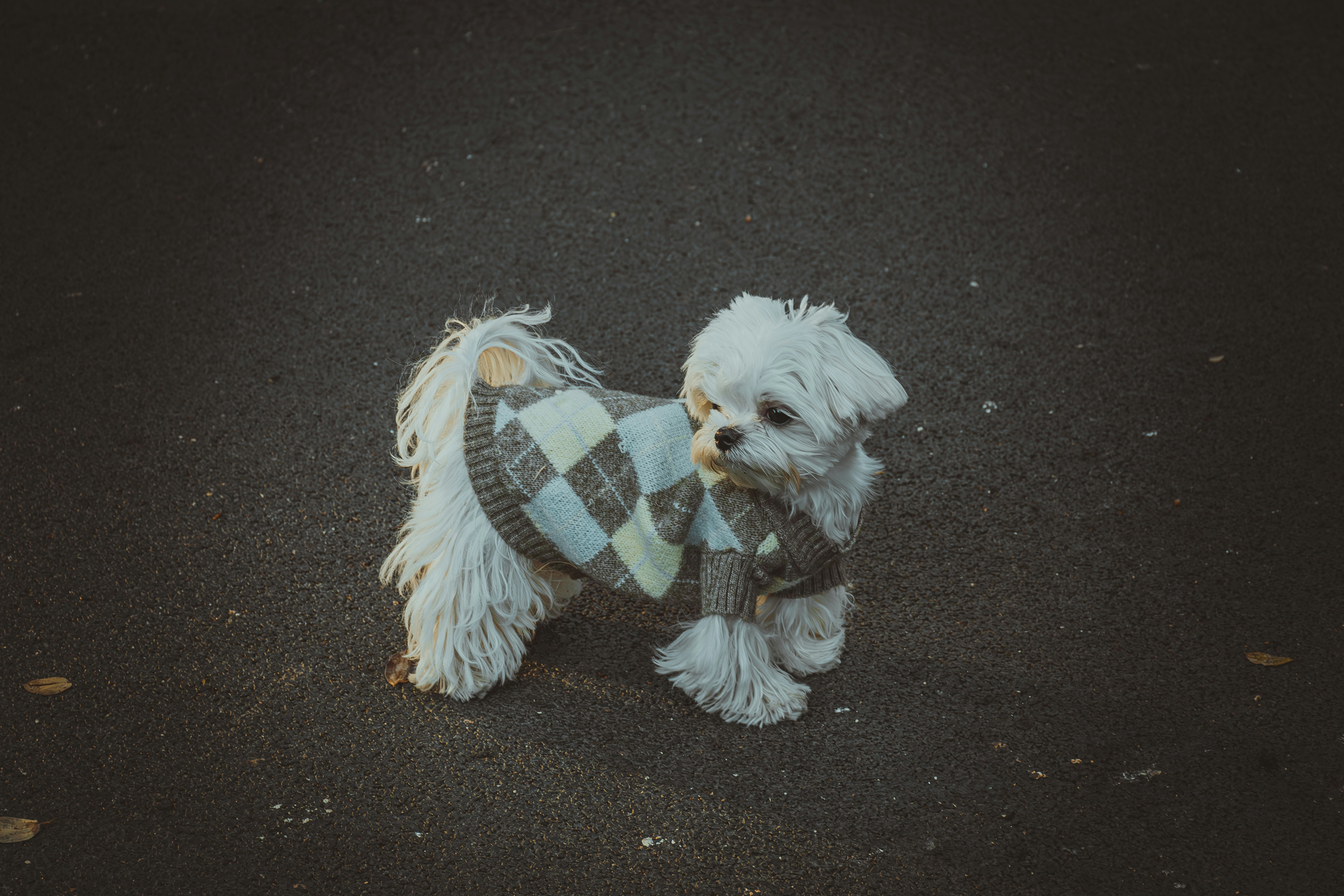 A framed print of a watercolor pet portrait