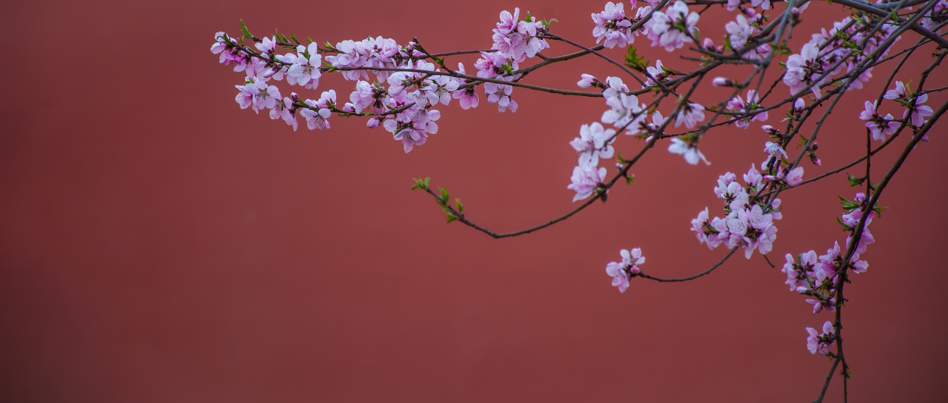 Delicate pink blossoms against a reddish background