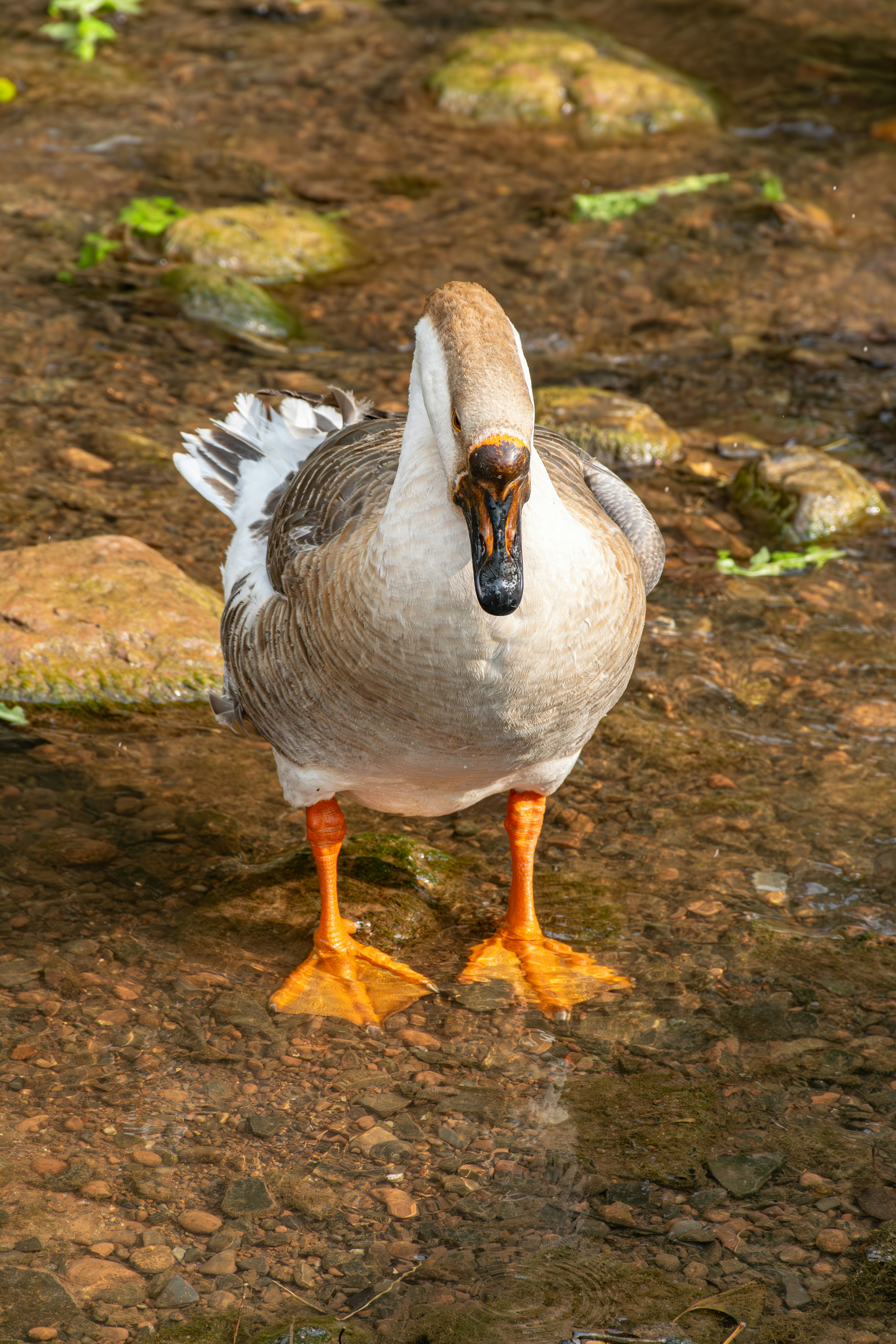 Eine Gans steht in flachem Wasser, umgeben von Steinen.