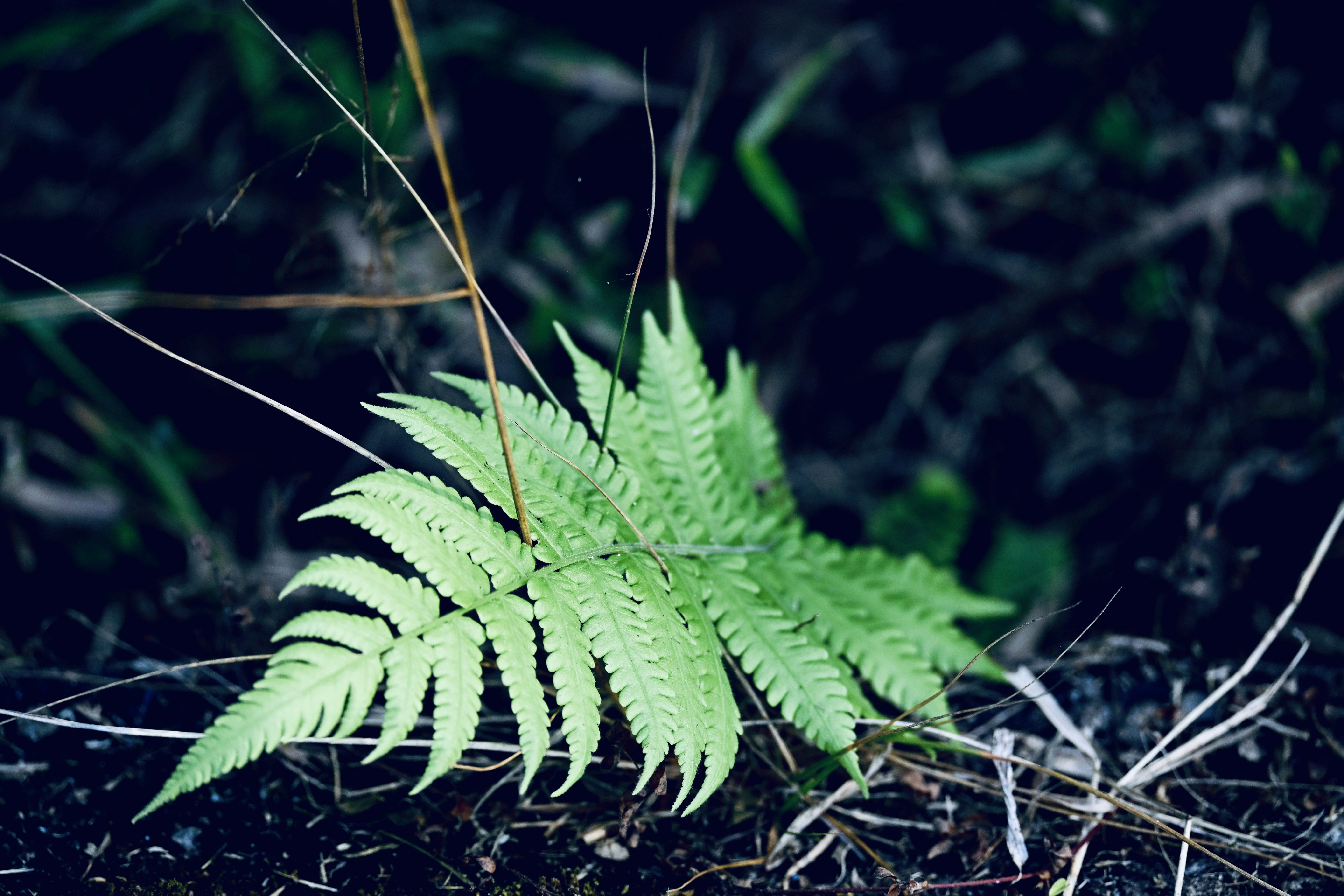 Photo by riashatrafat