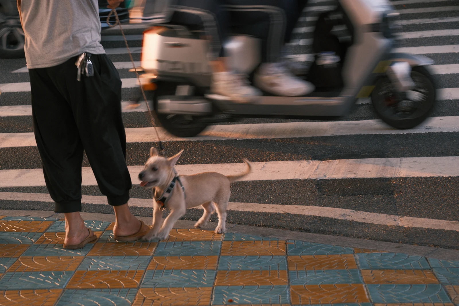 Un pequeño perro con correa camina junto a un peatón por la calle