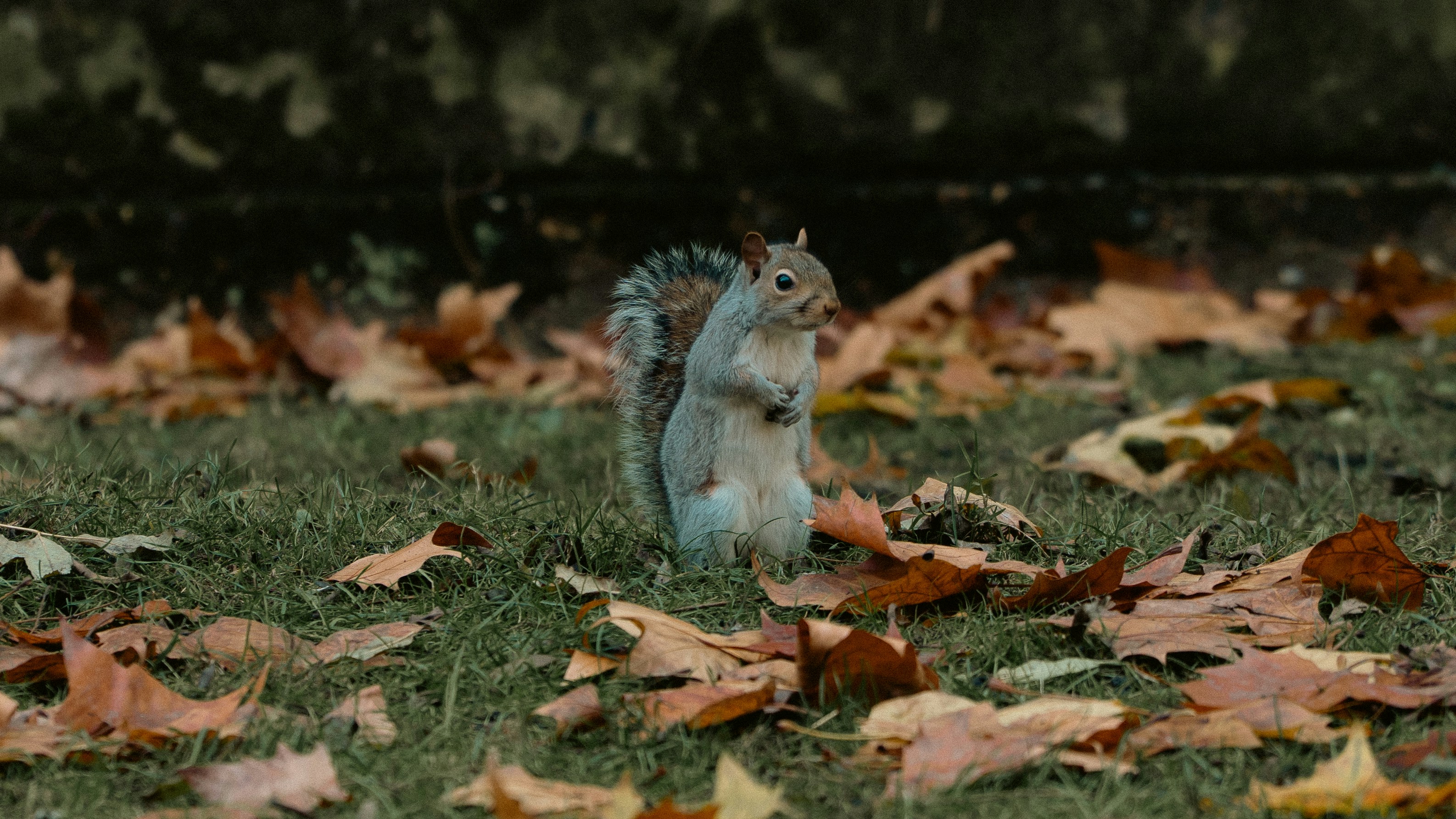A squirrel stands on grass surrounded by fallen leaves.