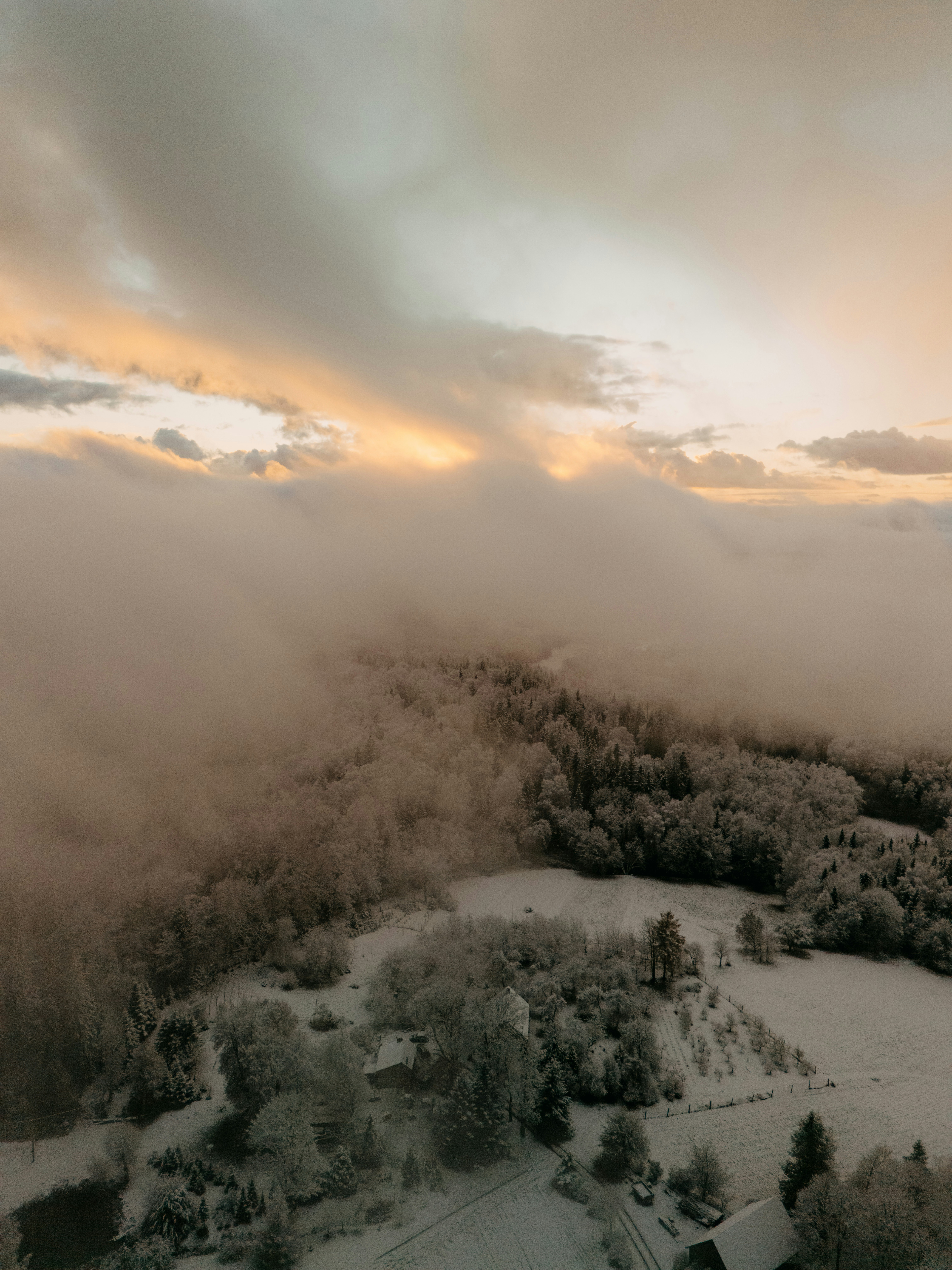 Snowy forest landscape shrouded in mist at sunset