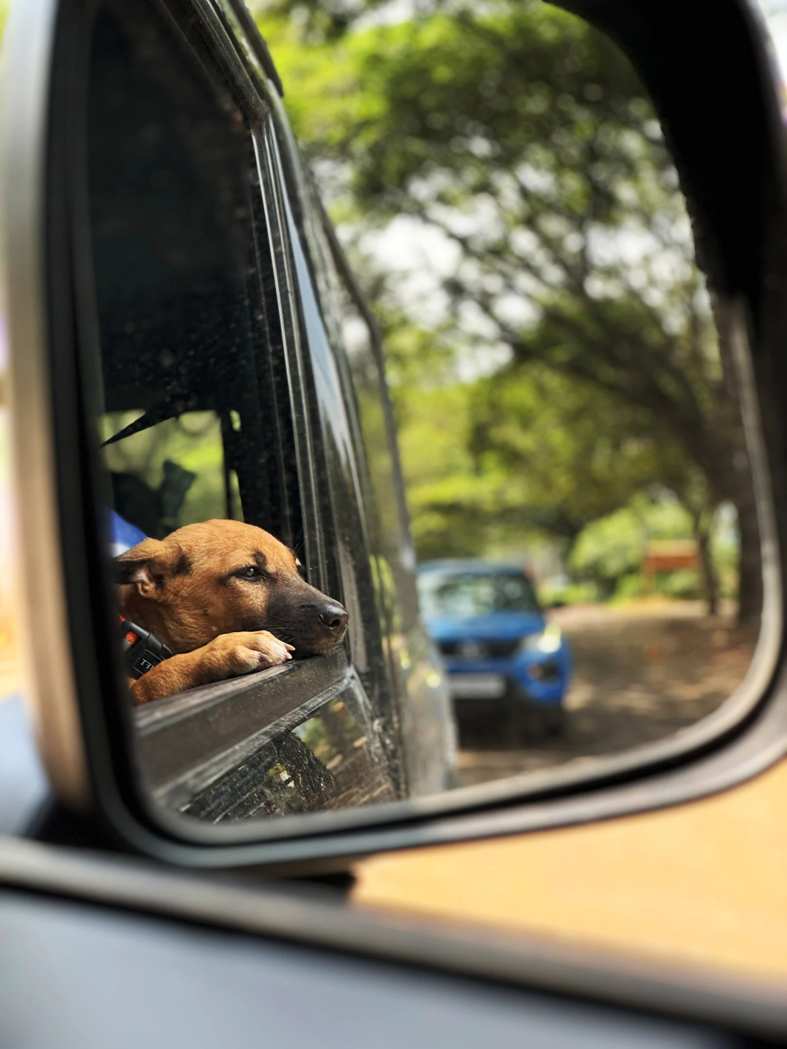 Dog looking through a car window during a road trip