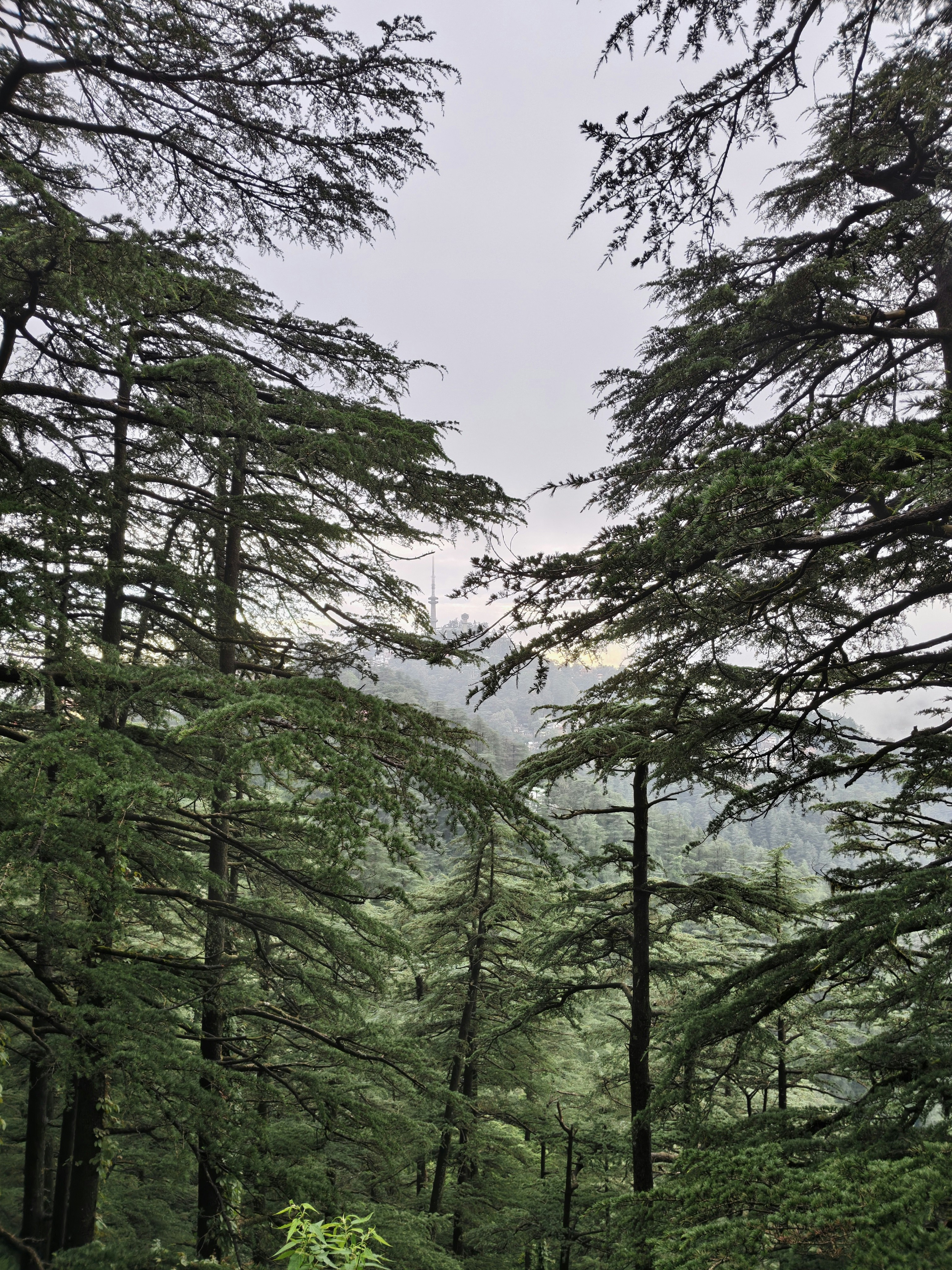 Borough Green Roofs & Micro‑Patios: Pollinator Pockets, Passive Cooling and Resilient Streetscapes (2026 Field Guide)