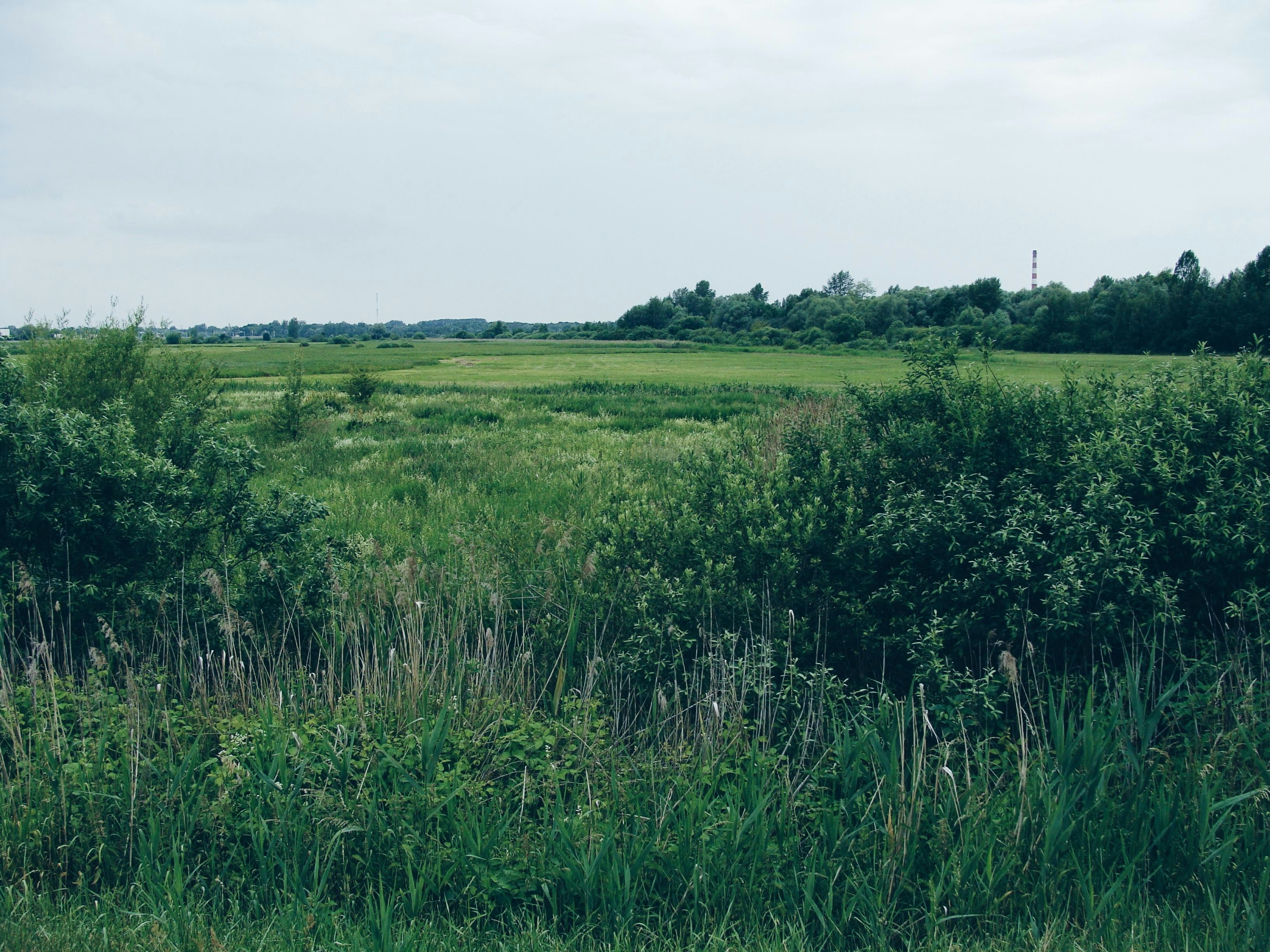 Campo verde e exuberante com árvores à distância