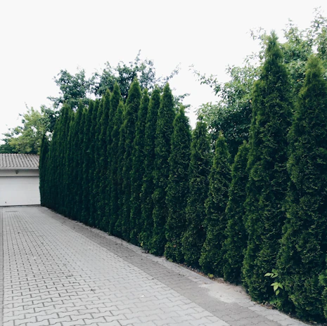 Tall green hedge next to a paved driveway.