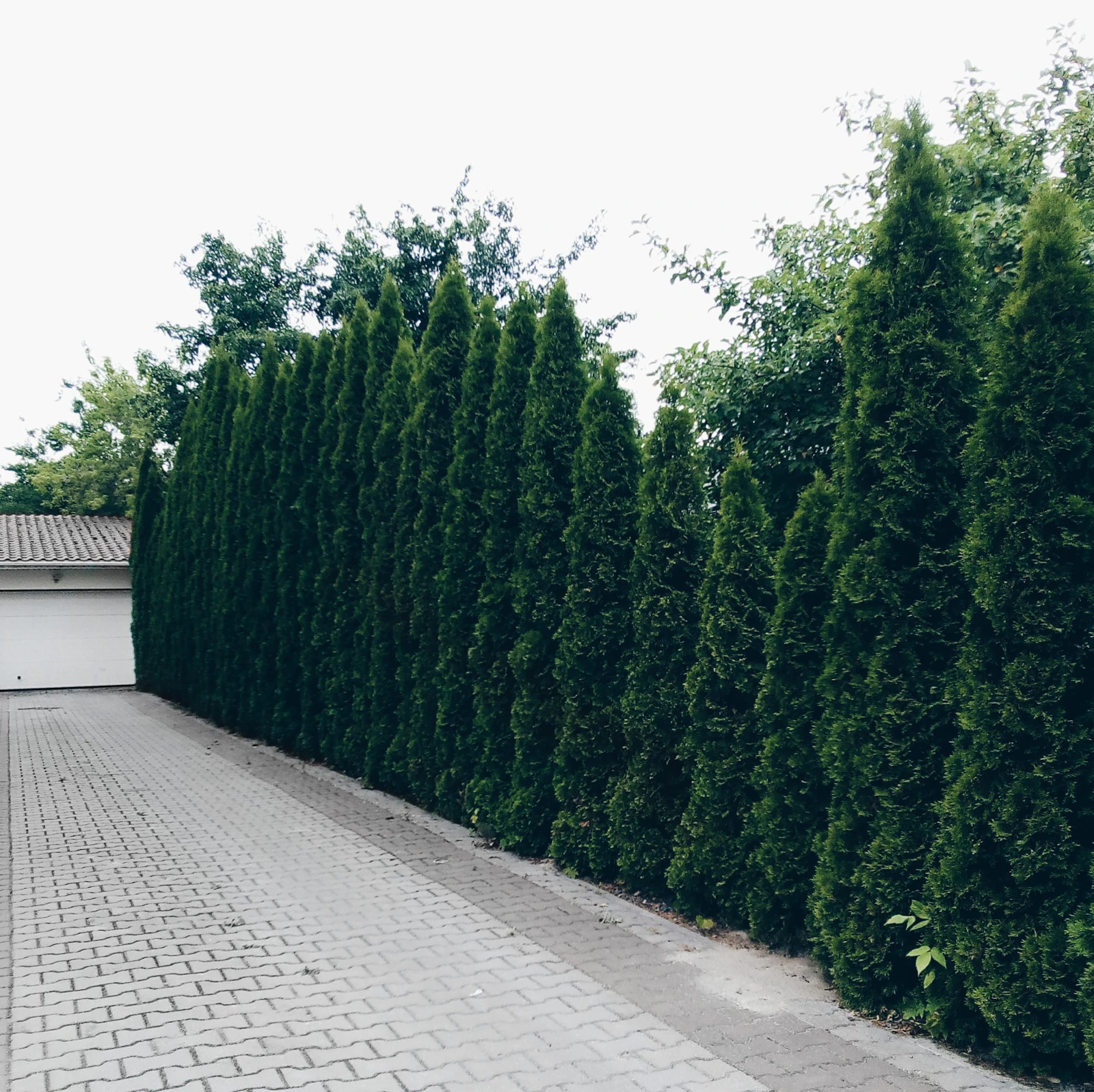 A neatly trimmed hedge bordering a paved driveway.