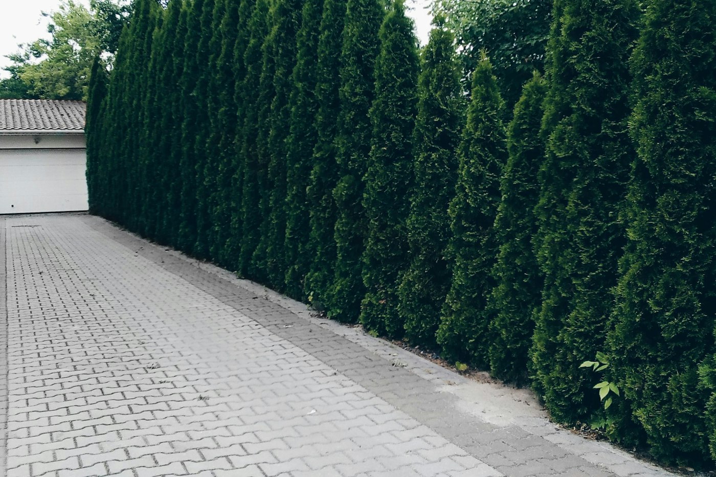 Tall evergreen hedge beside a driveway, planted with proper green giant arborvitae spacing