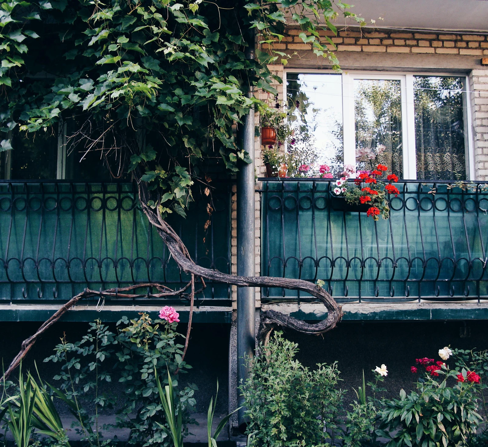 Green vines and flowers growing on an apartment balcony