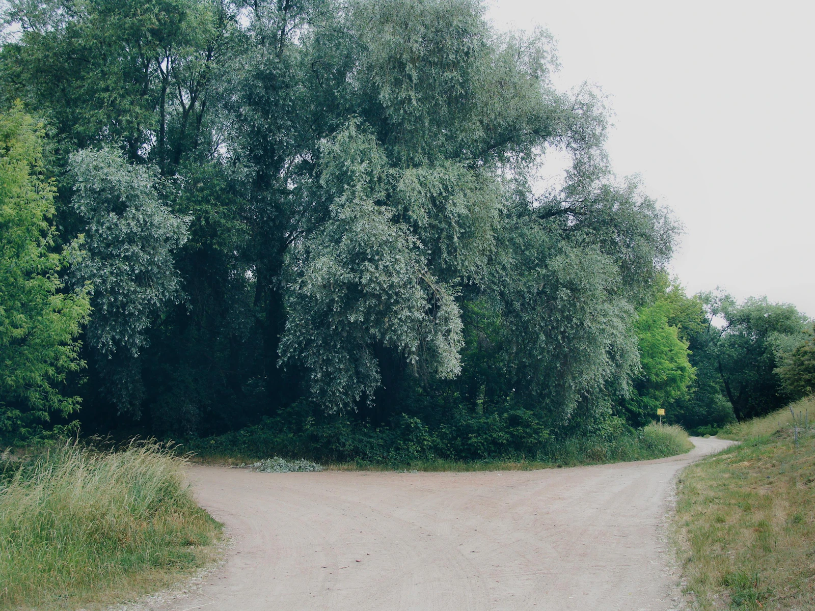 a path splitting into two directions near trees