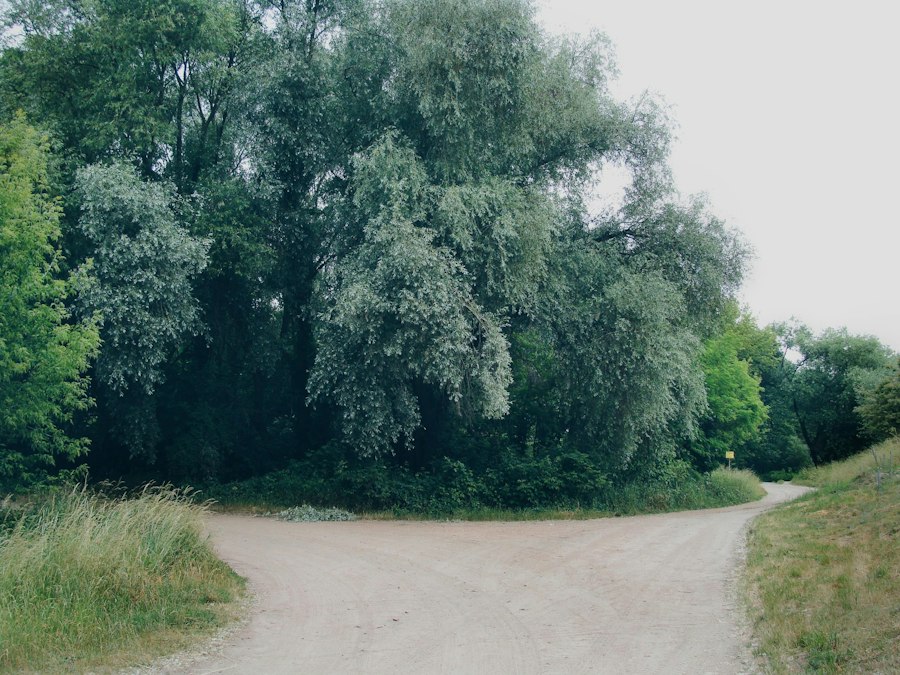 A dirt path splits into two directions near trees