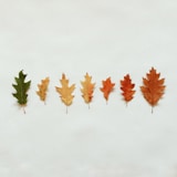 A row of oak leaves showing autumn colors