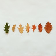 A row of oak leaves showing autumn colors