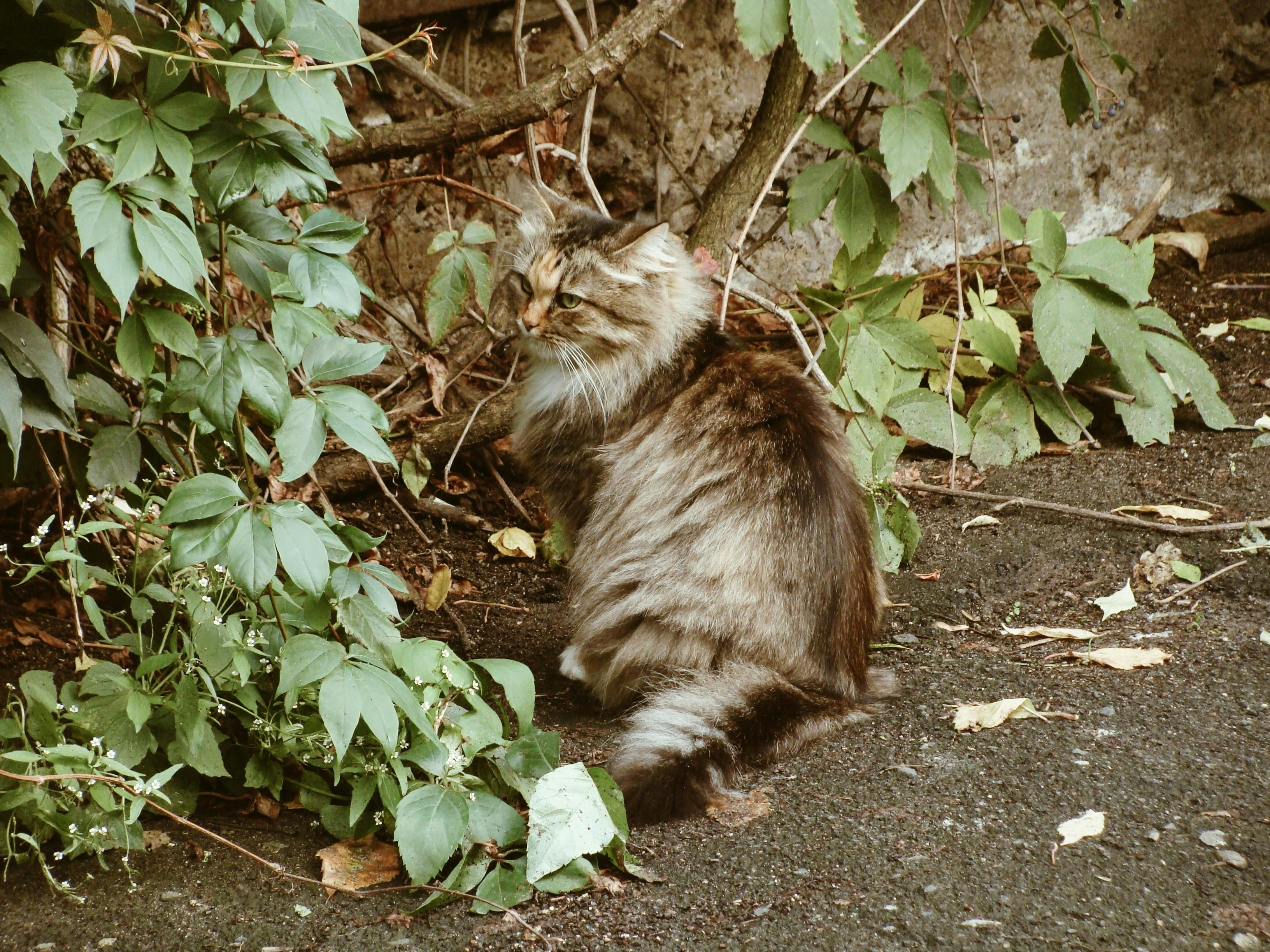 A fluffy cat sits near green foliage