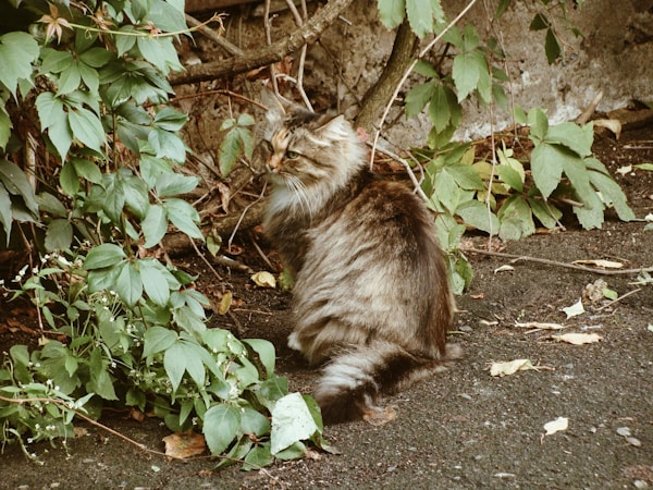 Ocicat