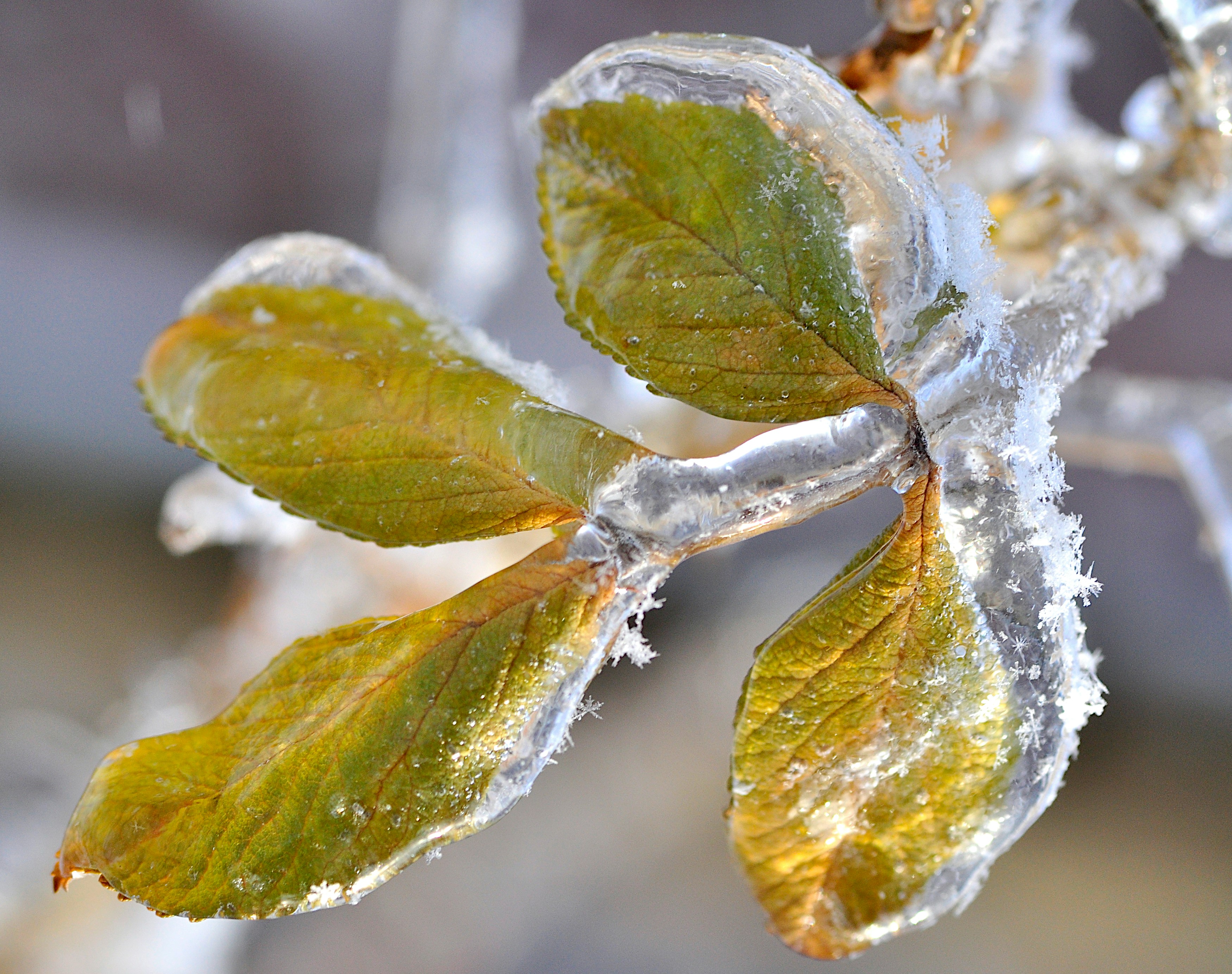 Green leaves covered in ice after a storm.