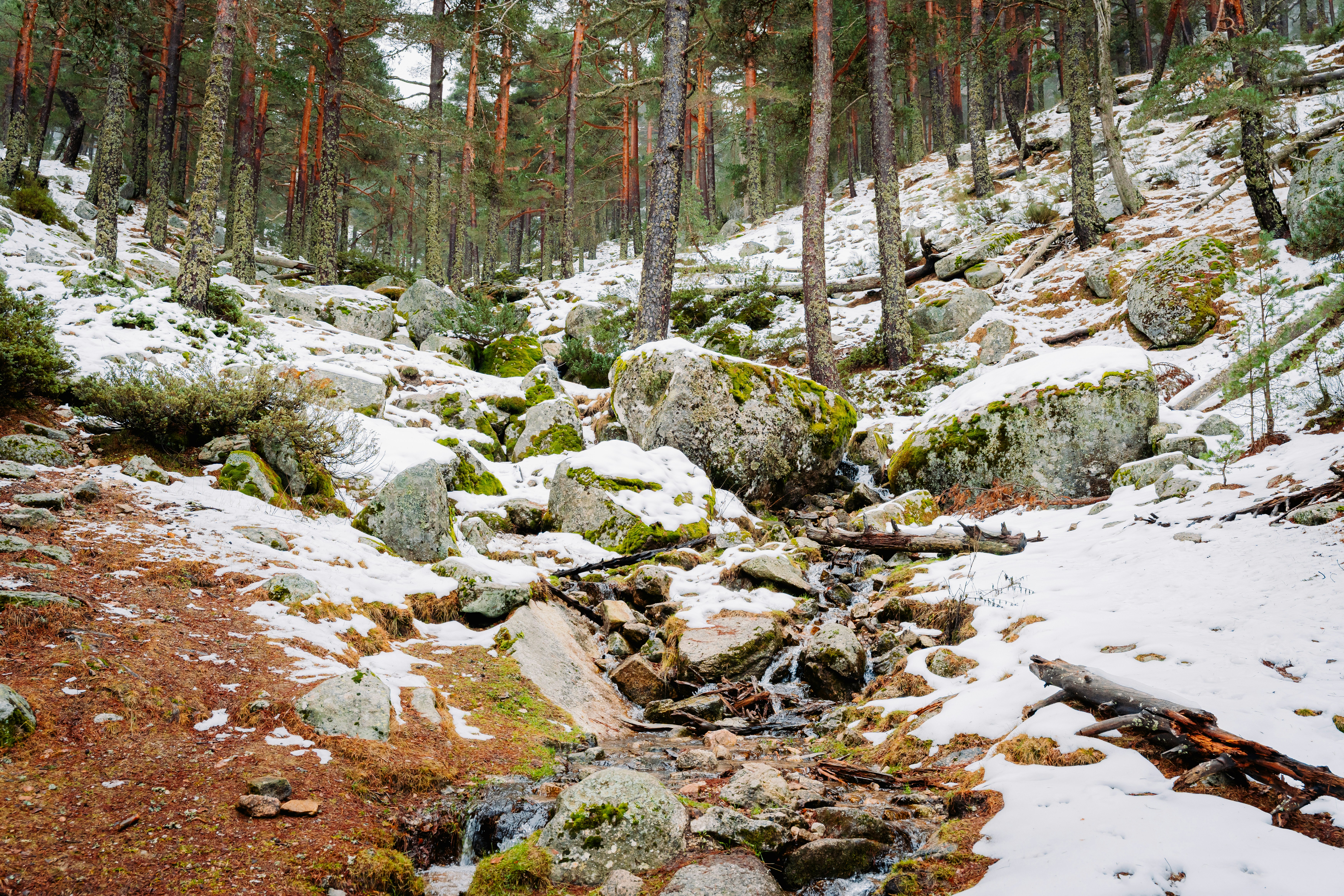 Snowy forest with a small stream flowing