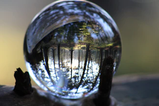 Trees reflected in a glass sphere on a branch