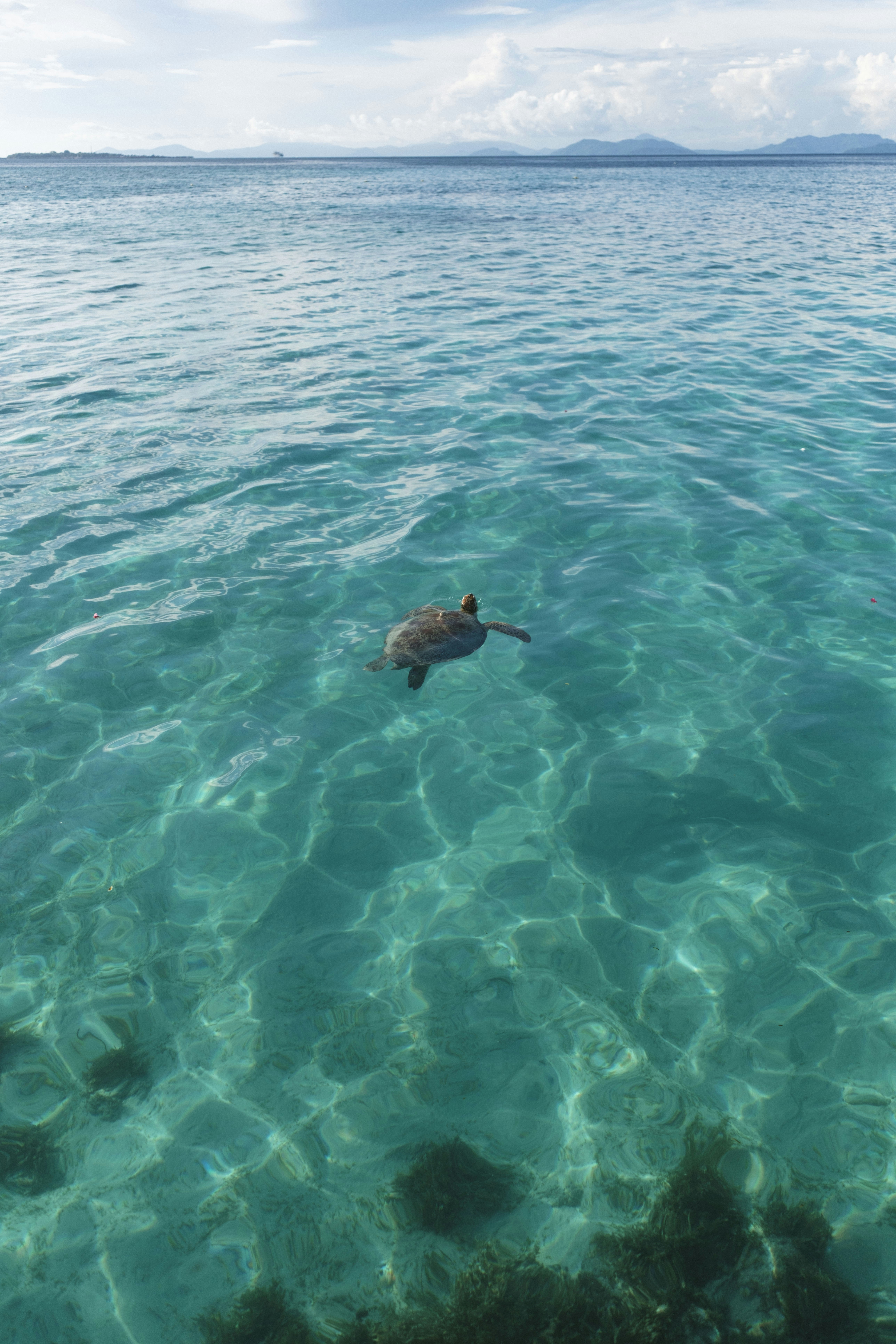A sea turtle swims in clear turquoise ocean water.