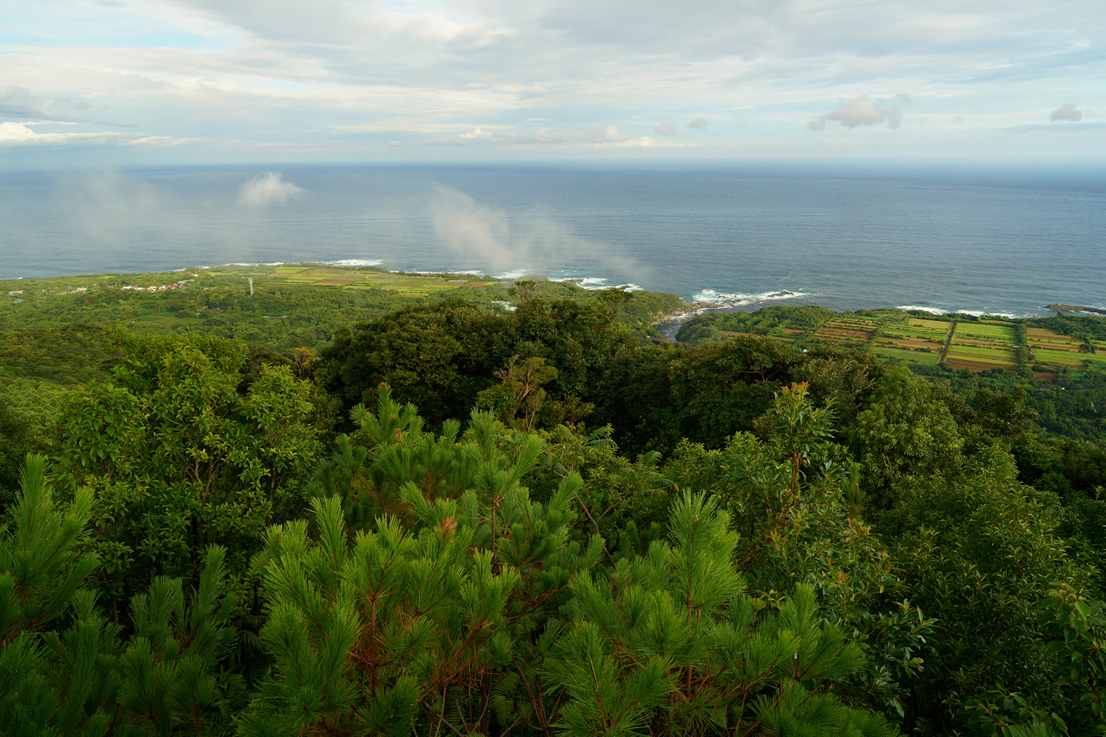 Dense green forest running down to a blue sea