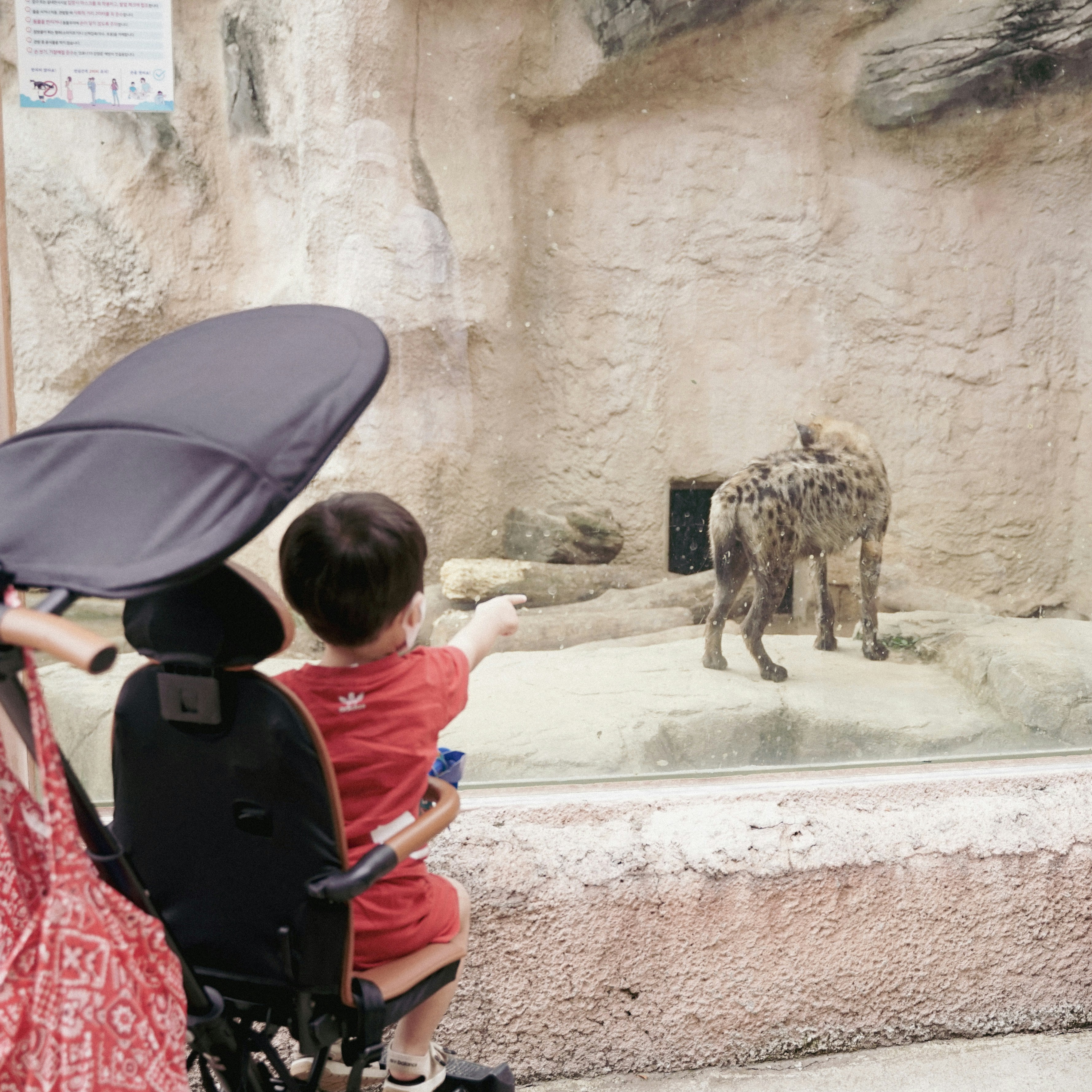 Child points at hyenas in zoo enclosure.