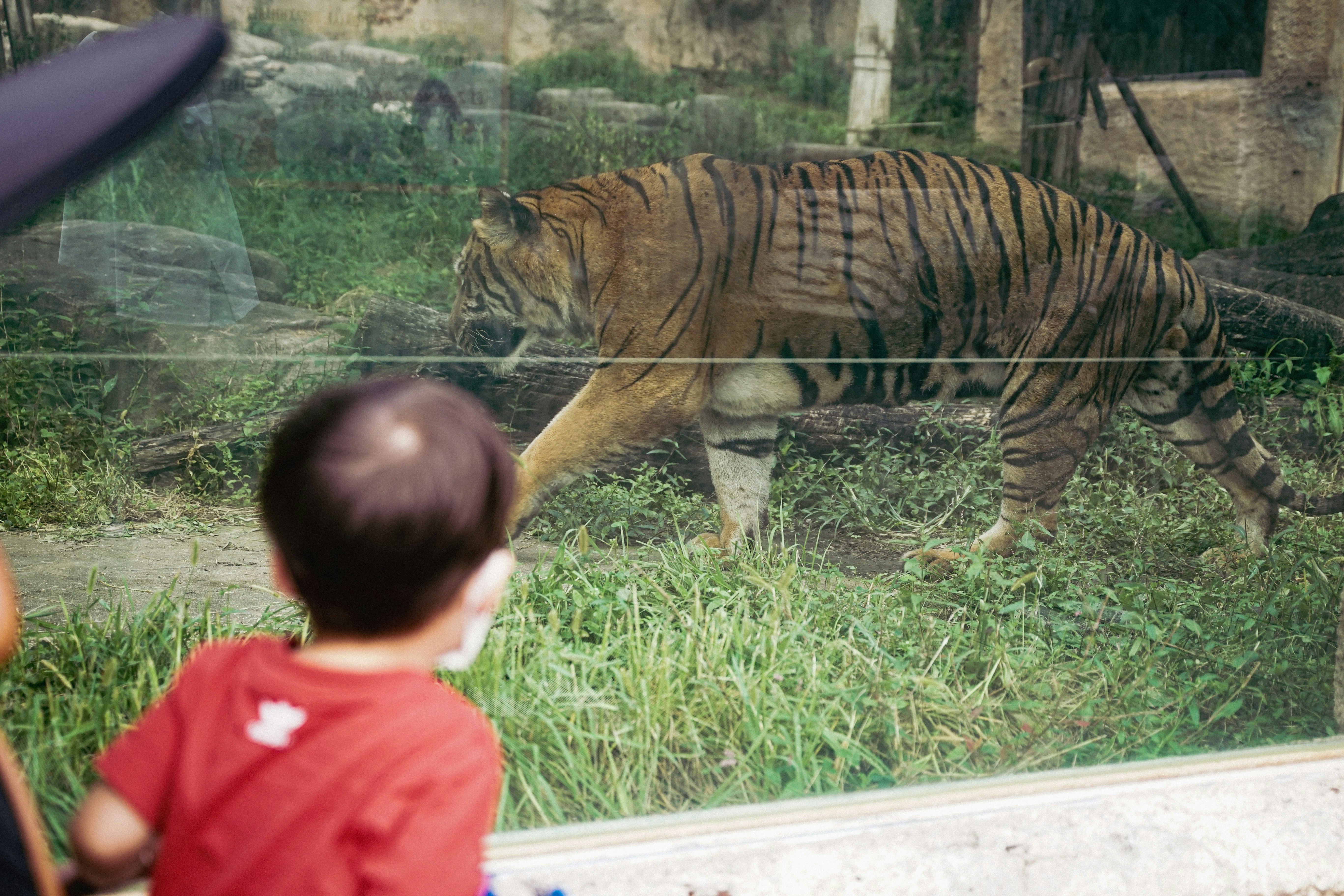 Child watches a tiger through glass enclosure.