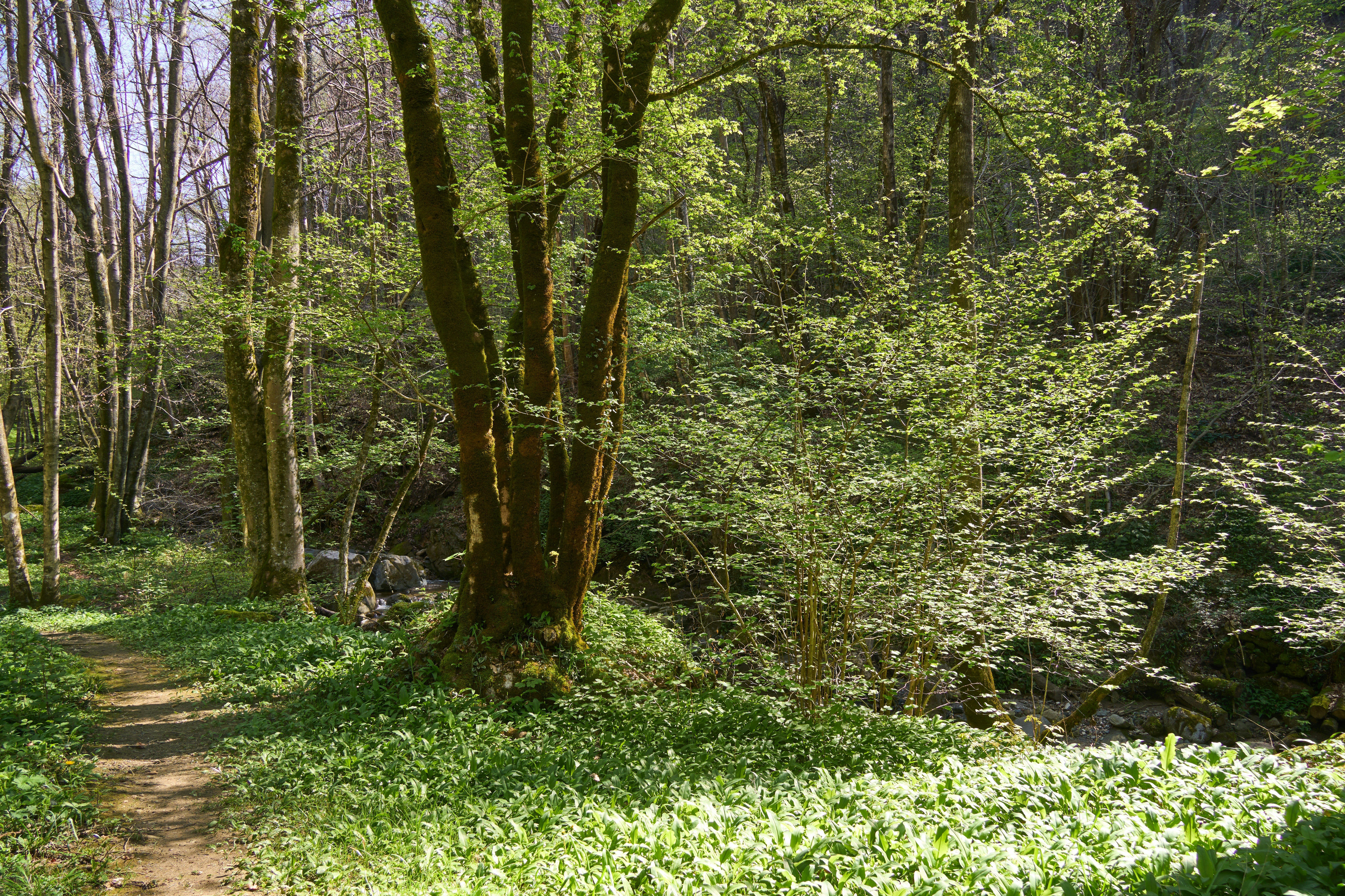 Photo by wolfgang_hasselmann