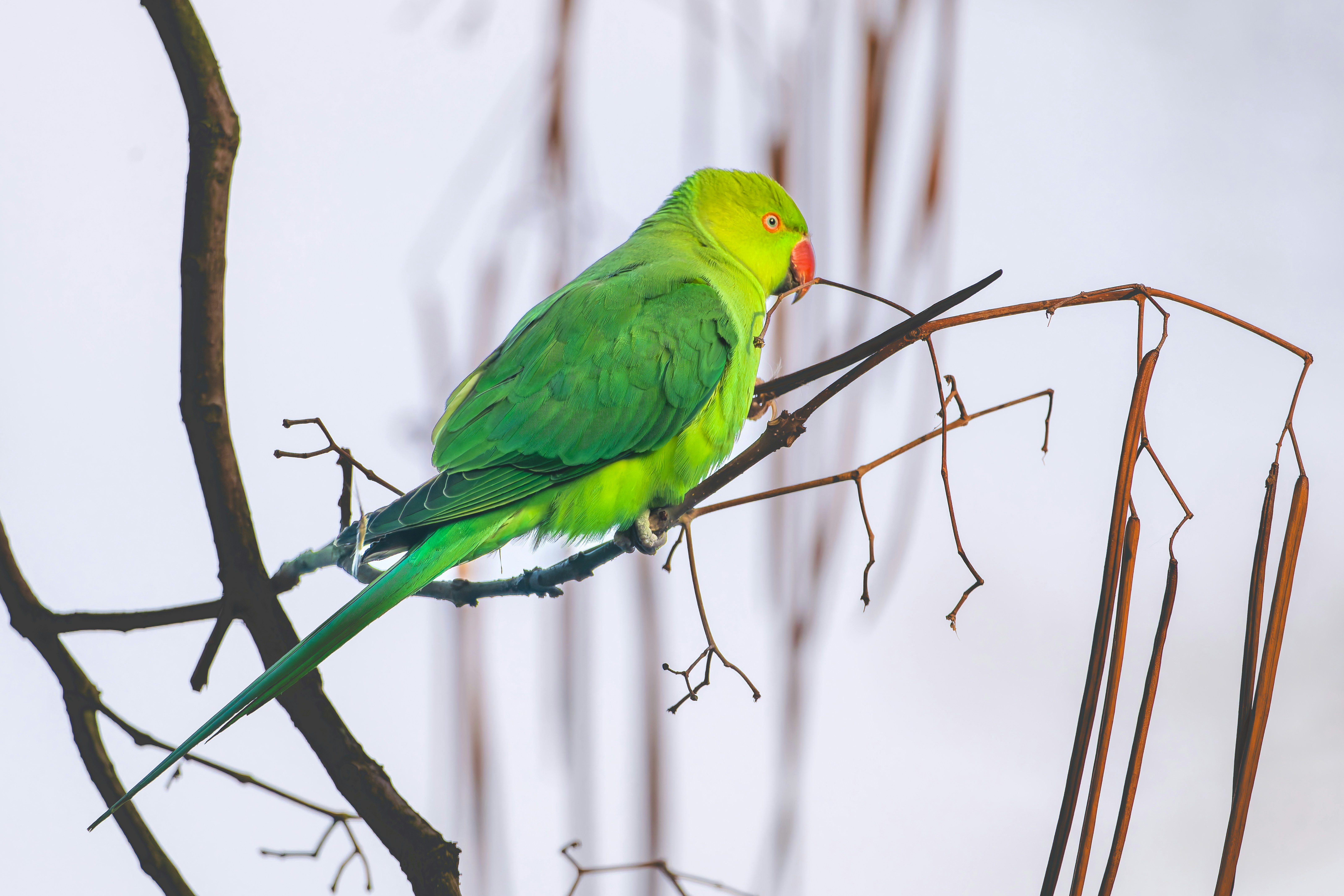 Photo by siegfriedpoepperl