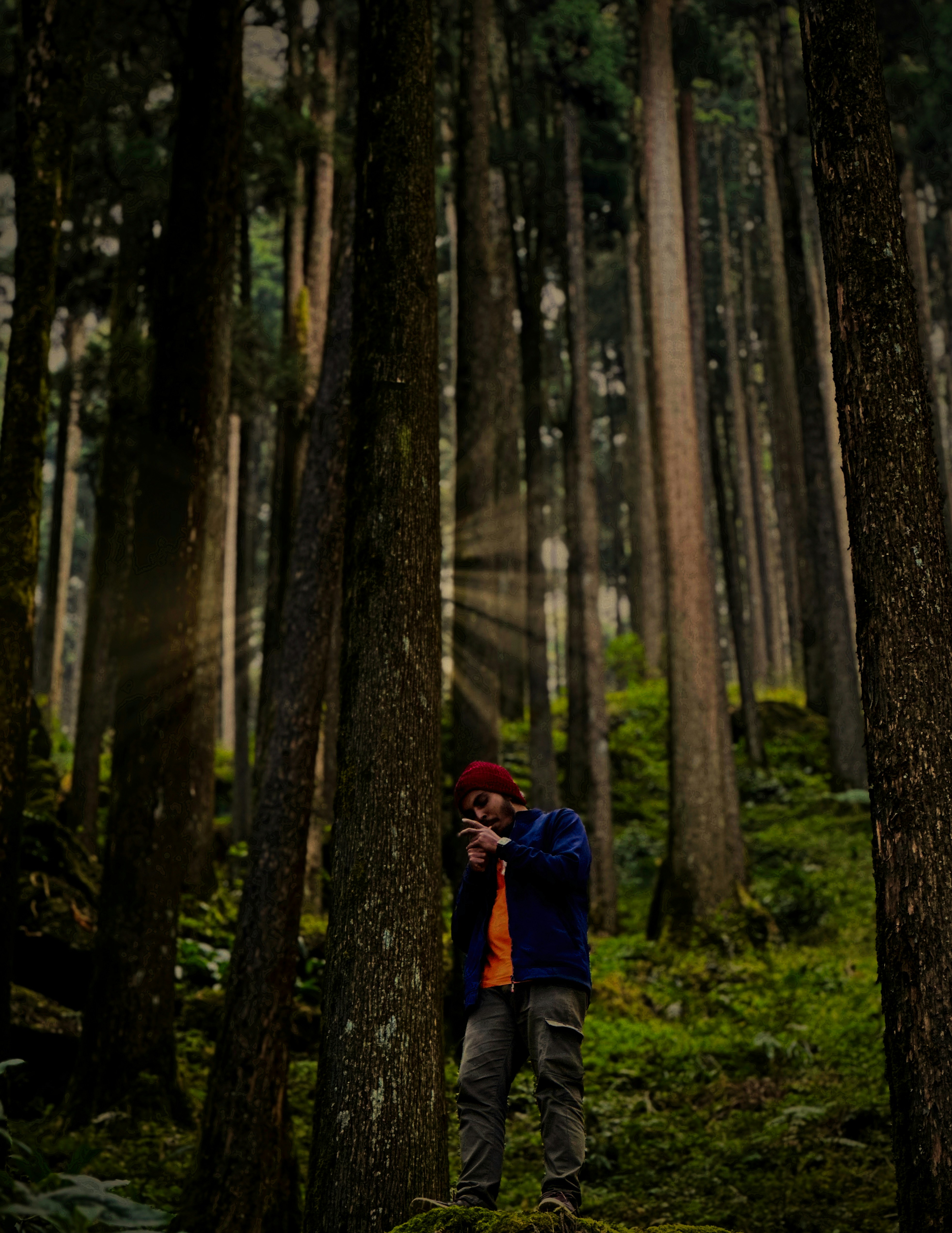 Pine Forest, Darjeeling