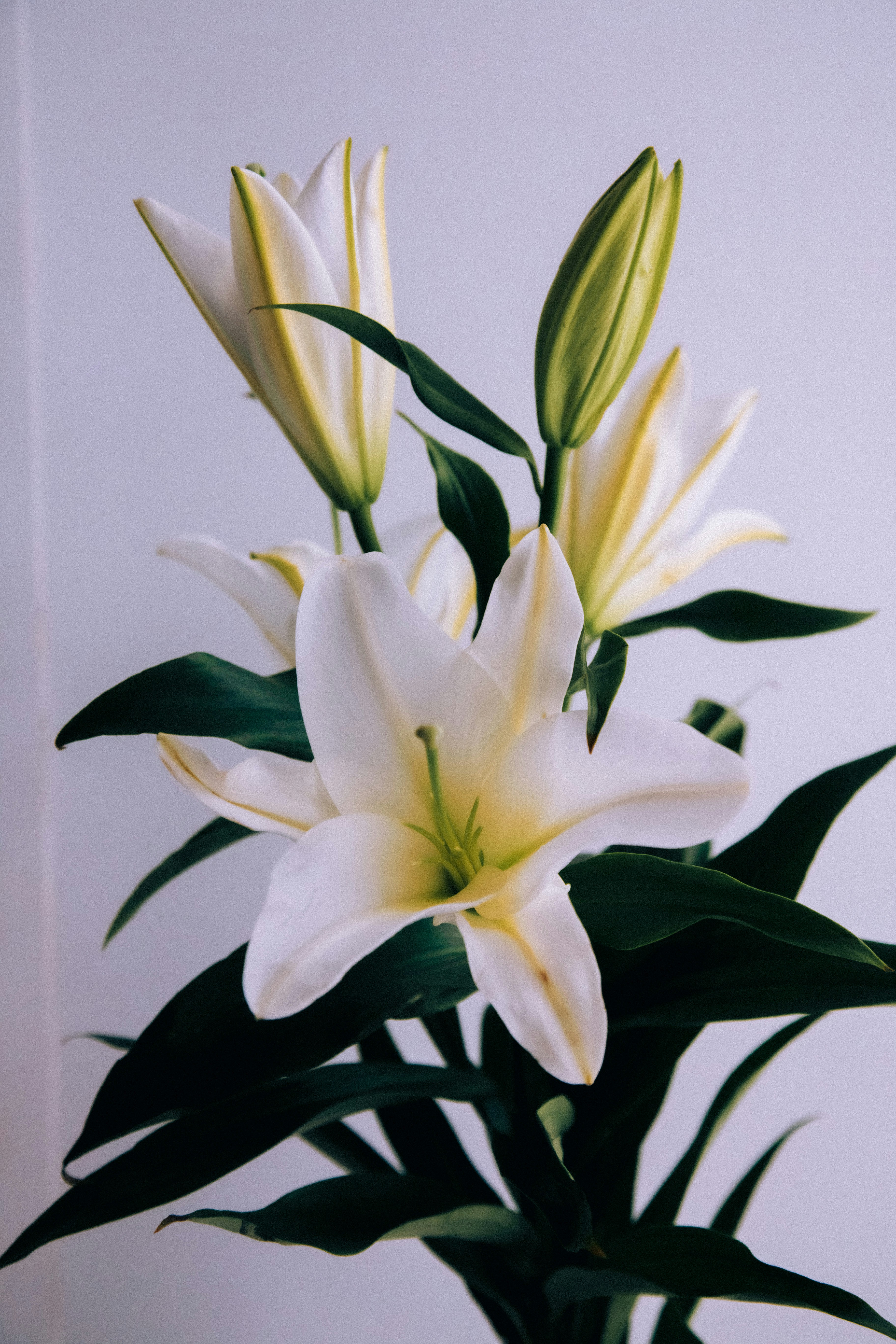 White lilies with green leaves against a light background