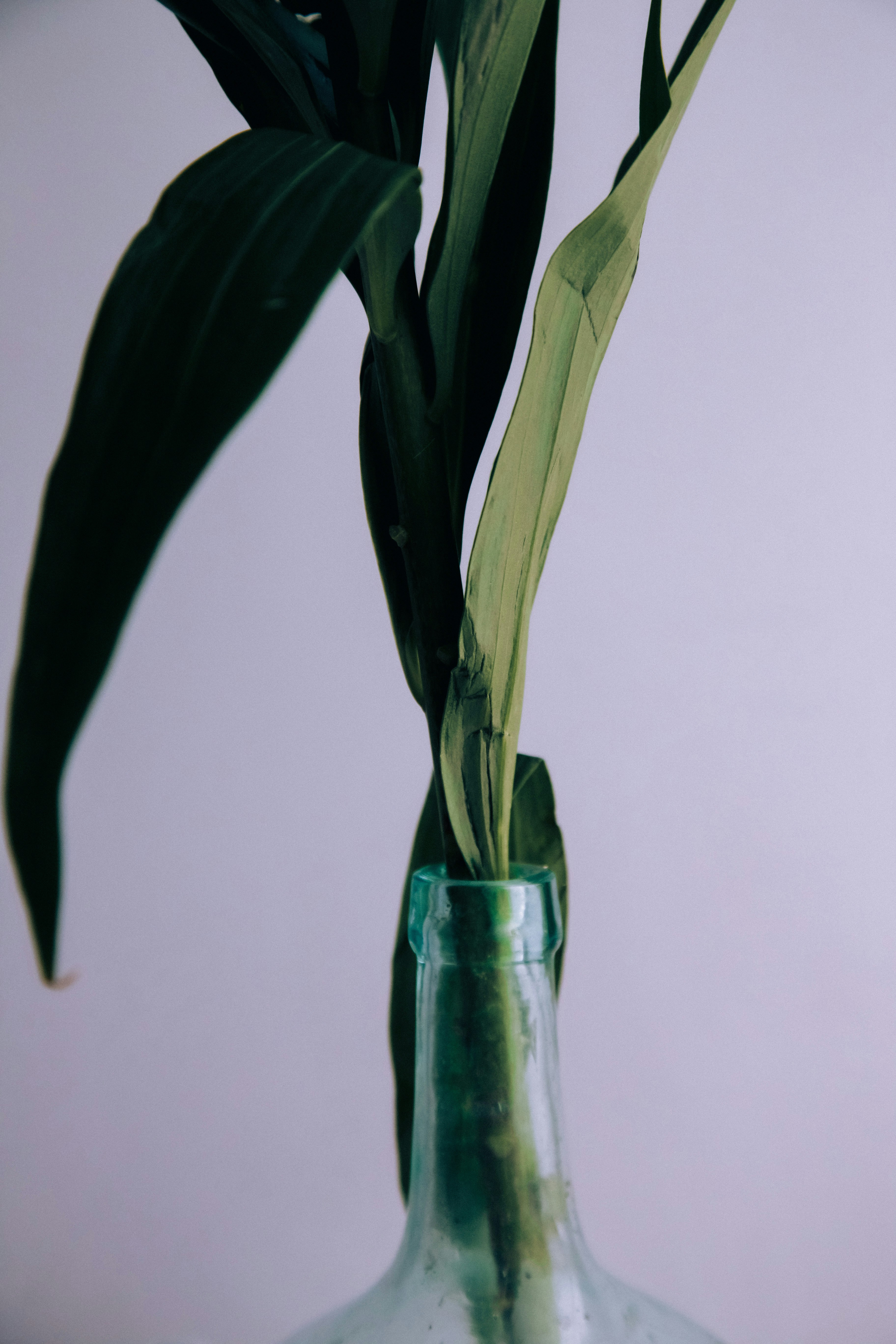 Green leaves in a clear glass bottle